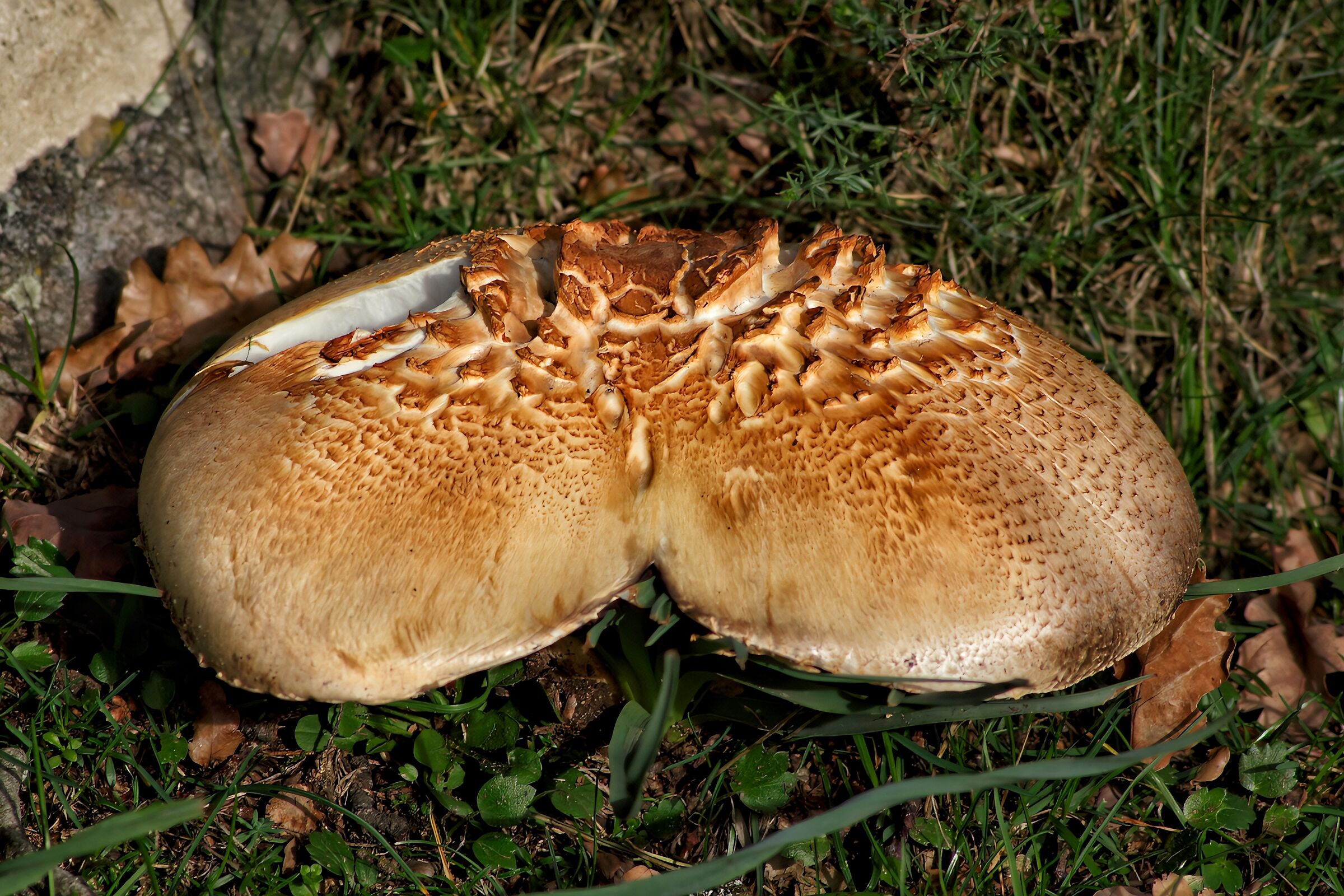Agaricus augustus