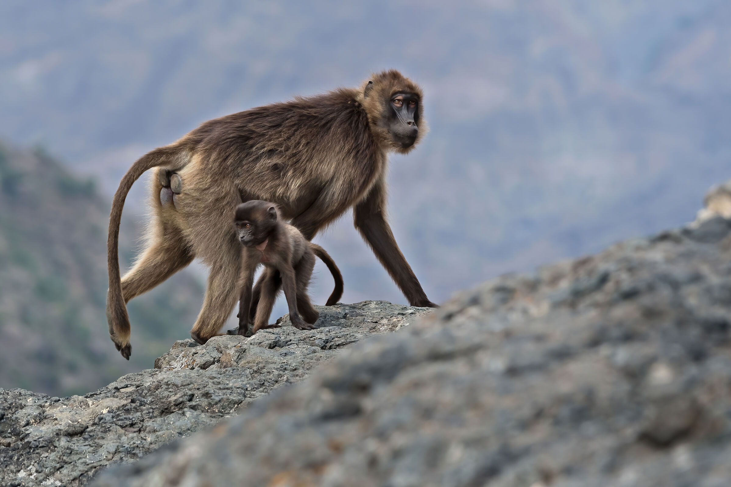 babbuini Gelada (Theropithecus gelada), Gelada baboons
