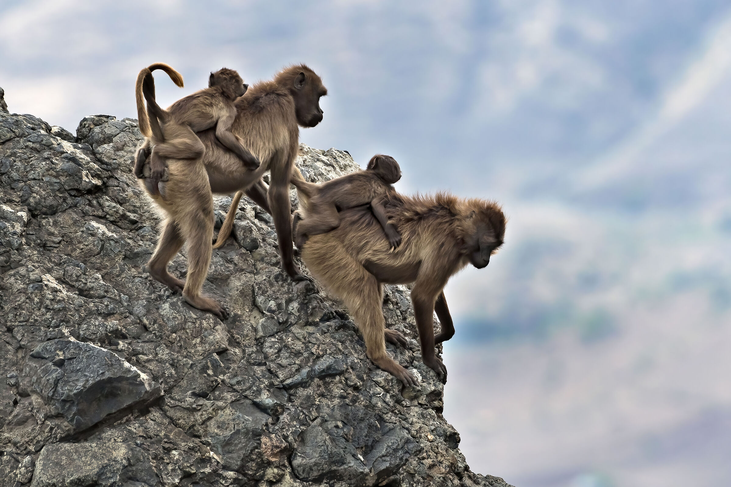 Babbuini Gelada (Theropithecus gelada), Gelada Baboons