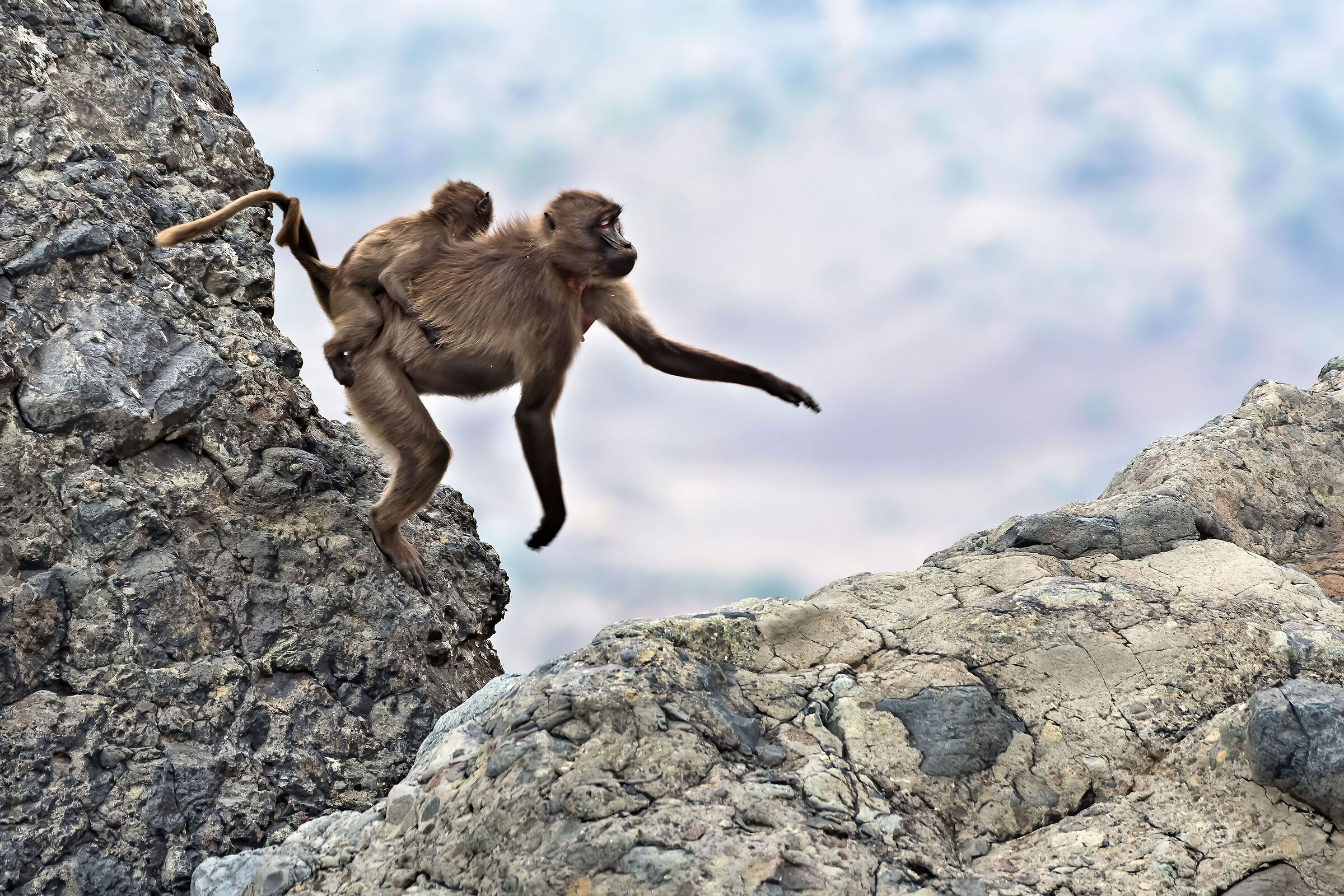 Babbuini Gelada (Theropithecus gelada), Gelada baboons