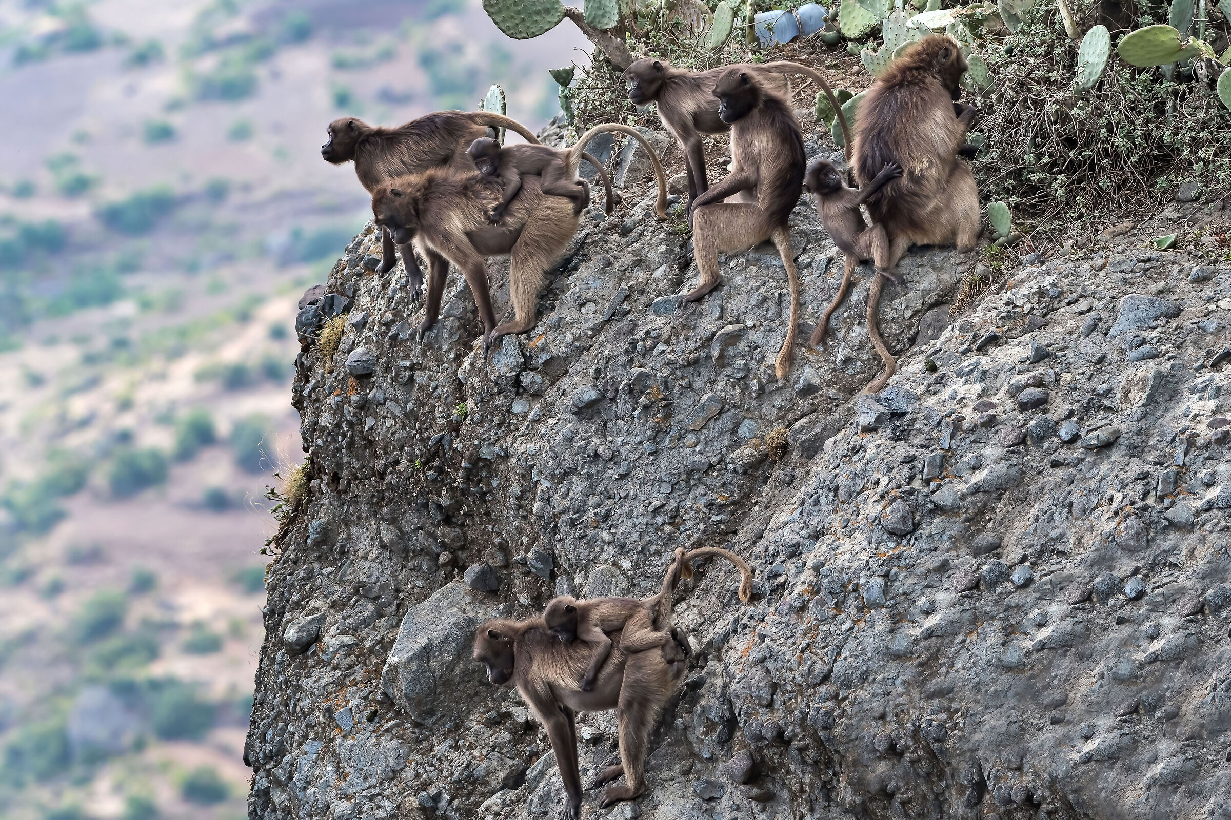babbuini Gelada (Theropithecus gelada), Gelada baboons