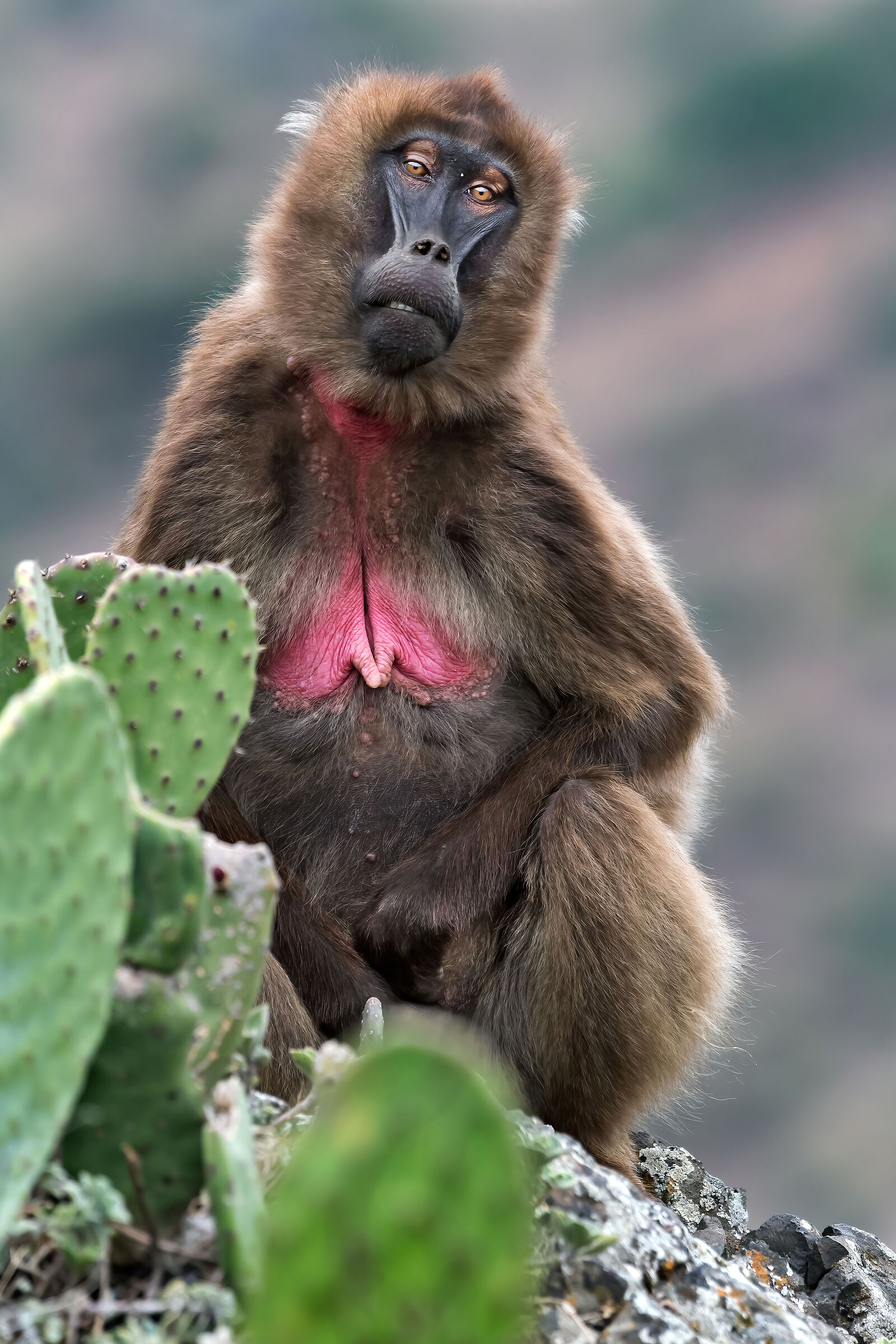 babbuino Gelada (Theropithecus gelada), Gelada Baboon