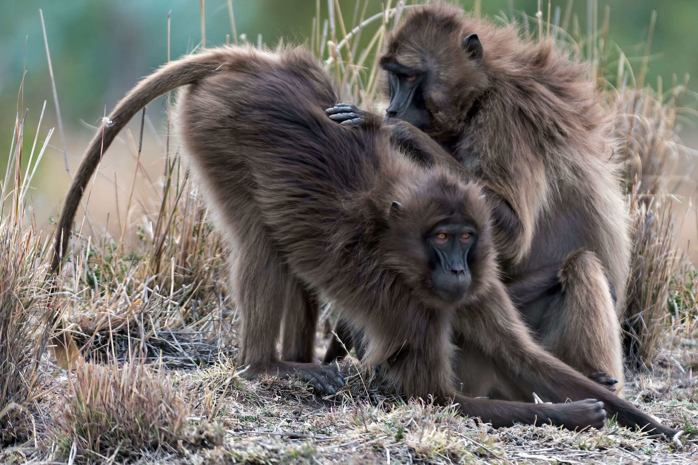 Babbuini Gelada (Theropithecus gelada), Gelada baboons