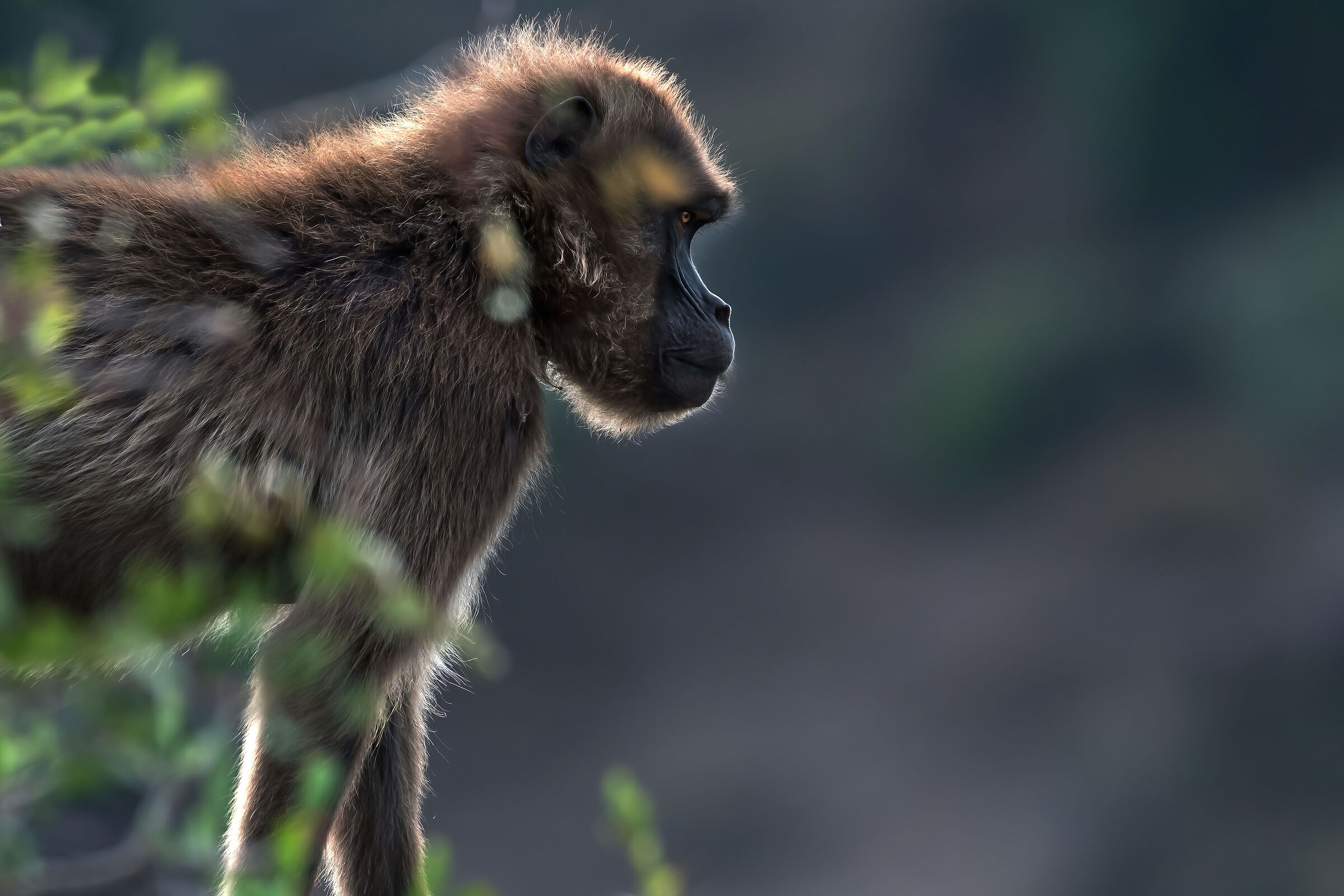babbuino Gelada (Theropithecus gelada), Gelada Baboon