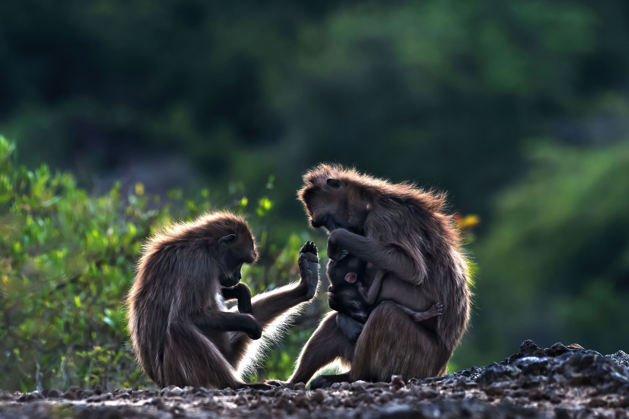 babbuini Gelada (Theropithecus gelada), Gelada baboons