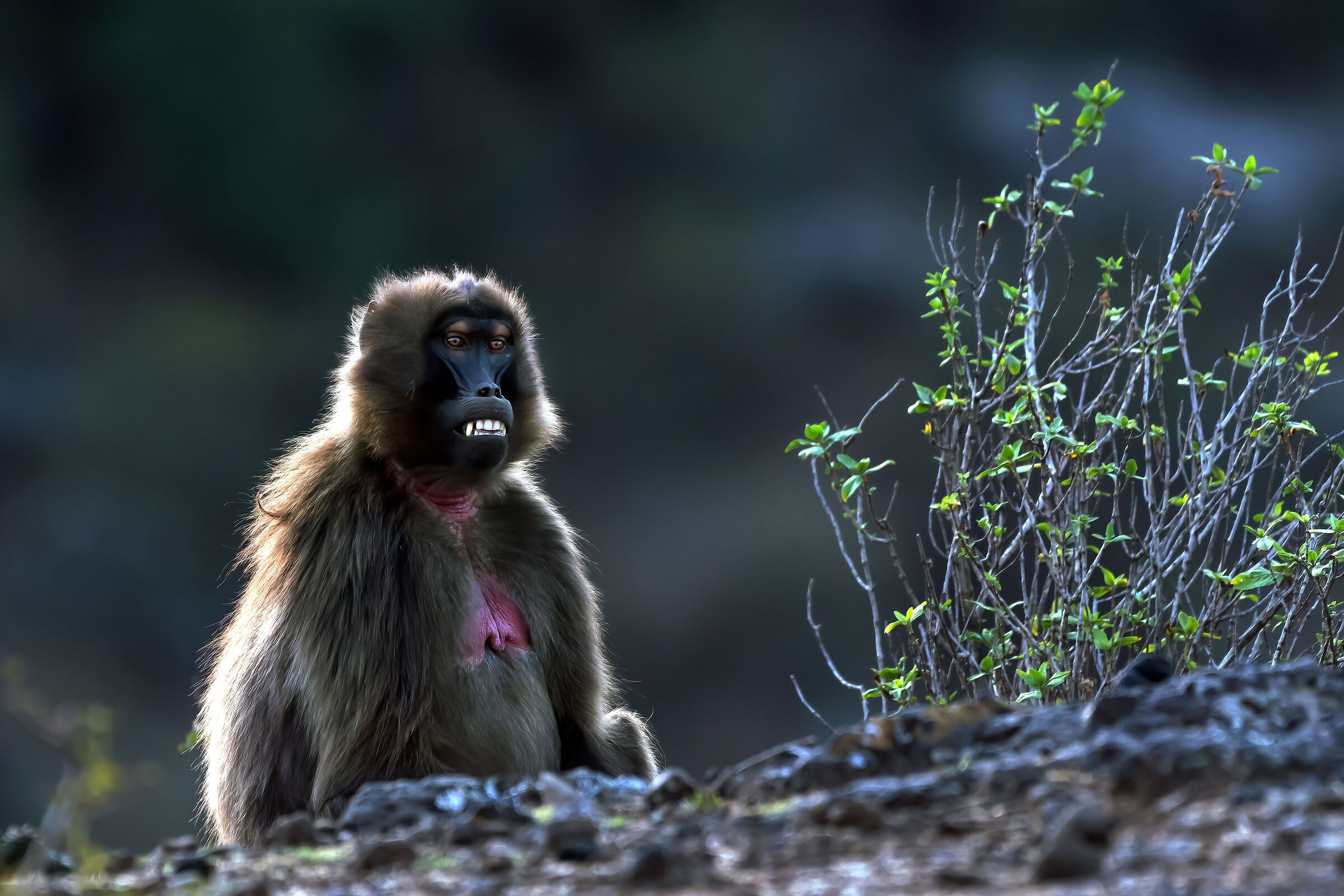 babbuino Gelada (Theropithecus gelada), Gelada Baboon