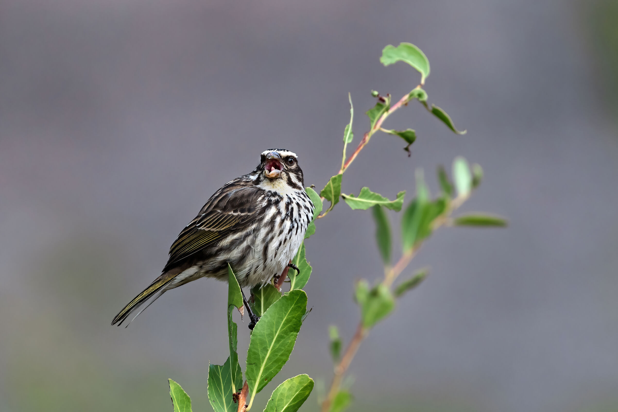 Streakly Seedeater (Crithagra striolata)