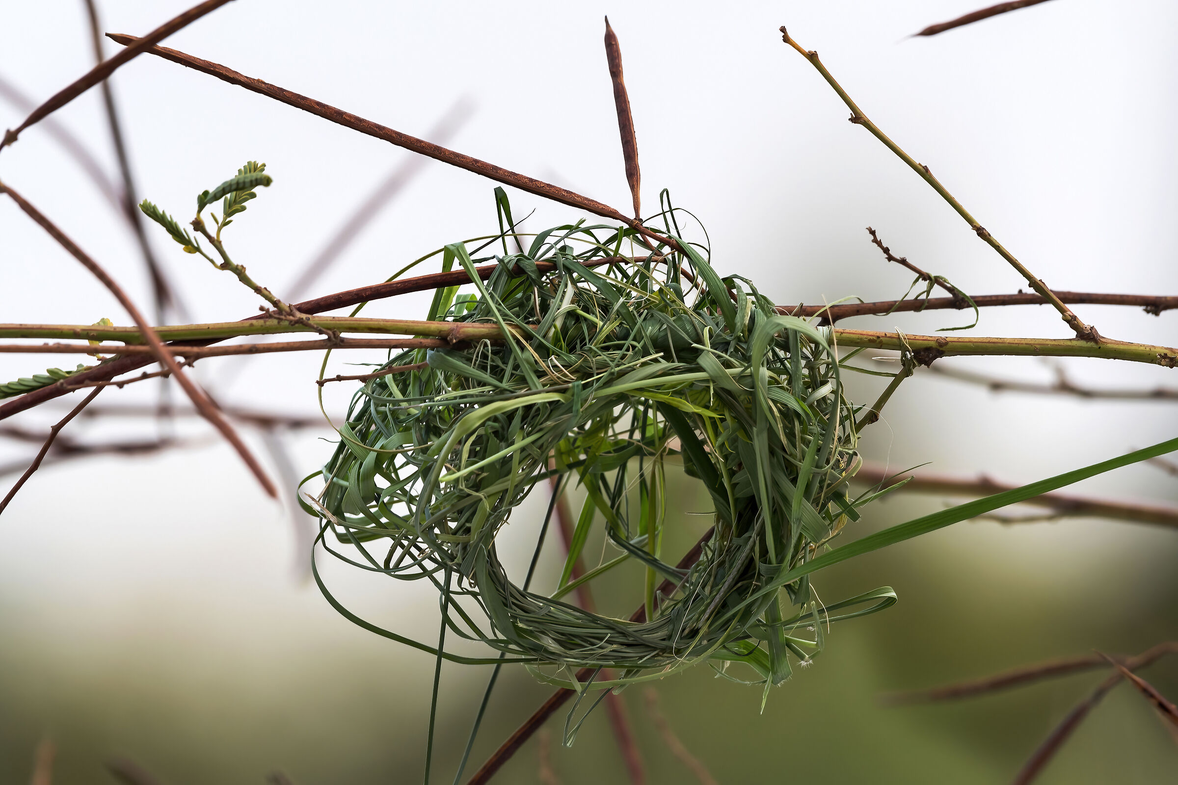 nido in costruzione di uccello Tessitore