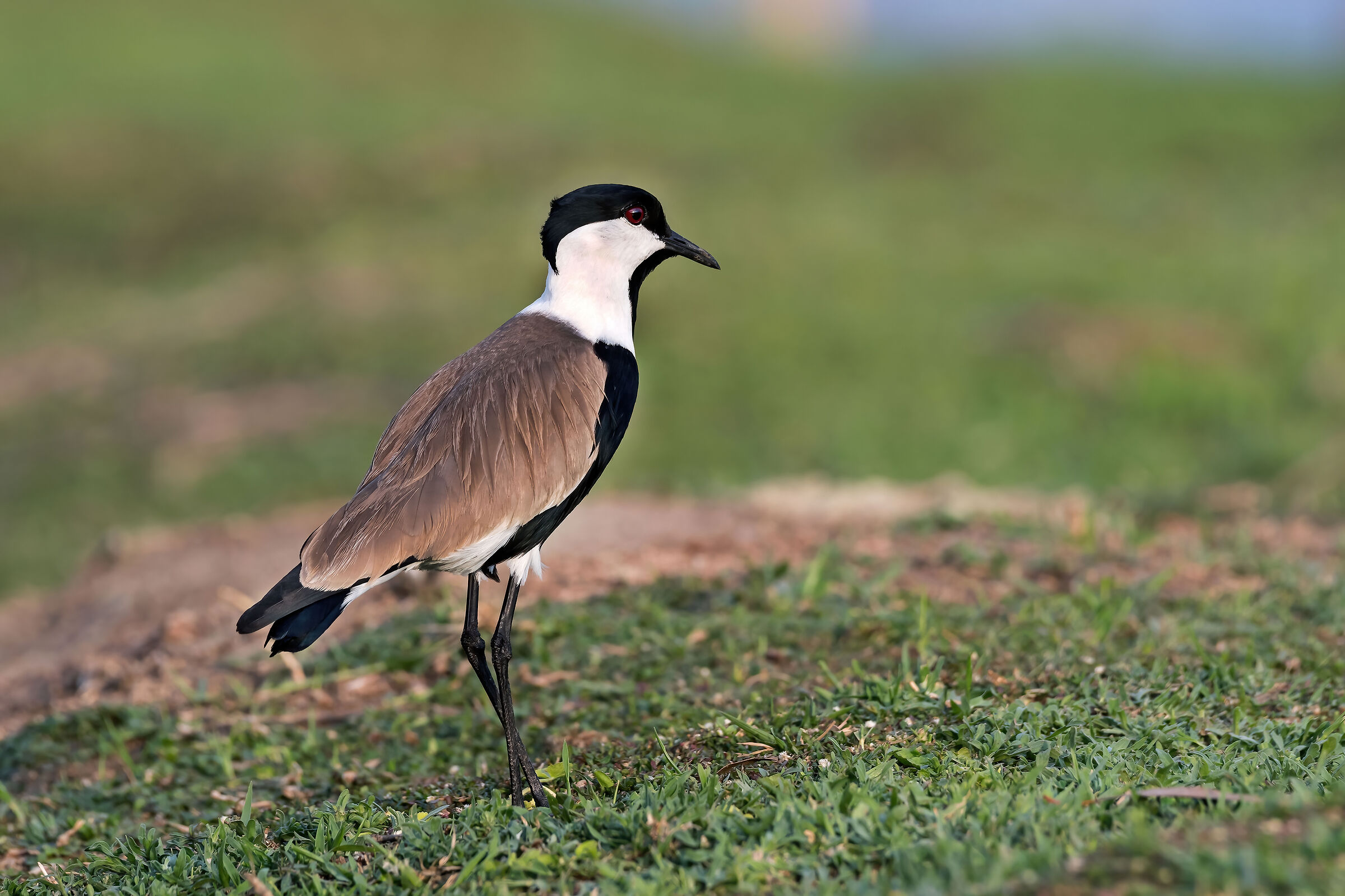 Pavoncella armata (Vanellus armatus)