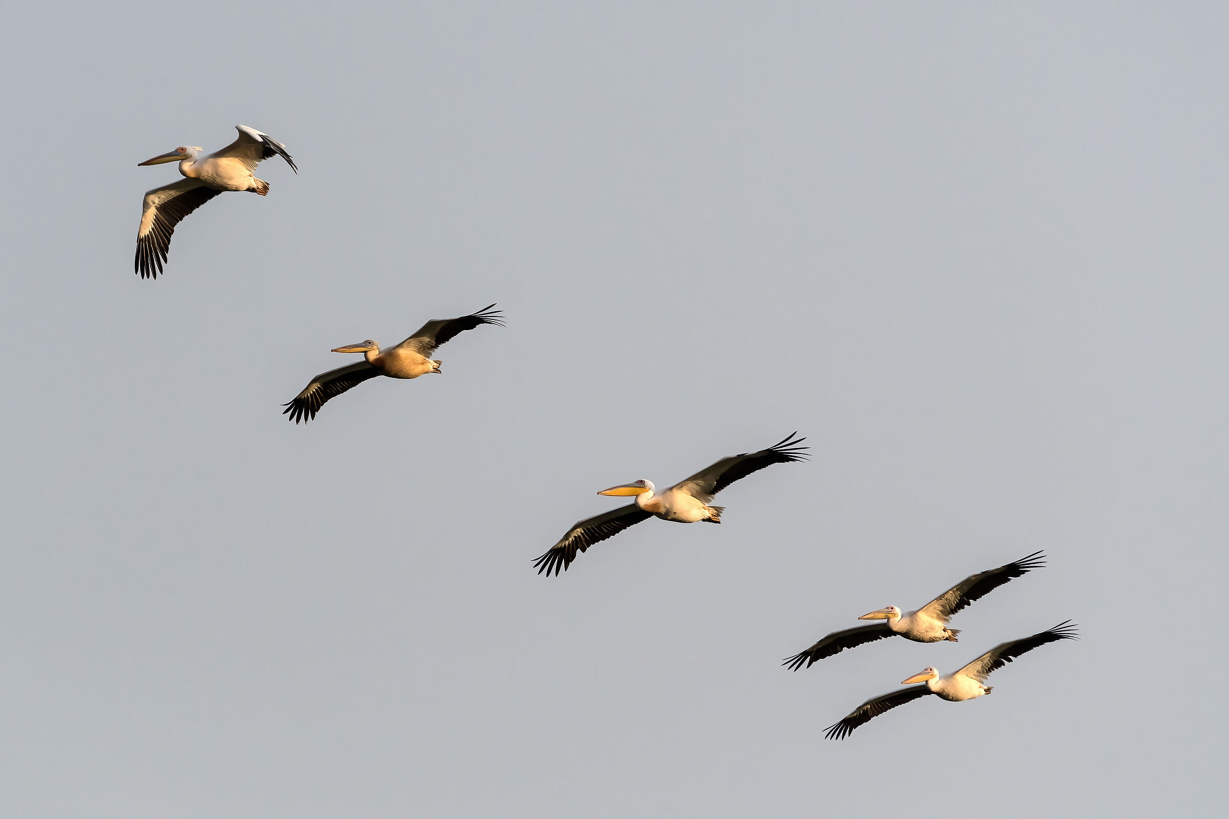 Pellicani (Pelecanus onocrotalus)