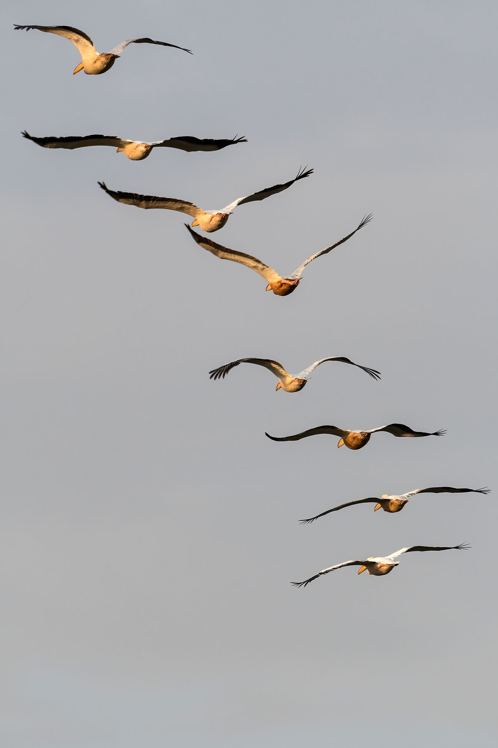 Pellicani (Pelecanus onocrotalus)