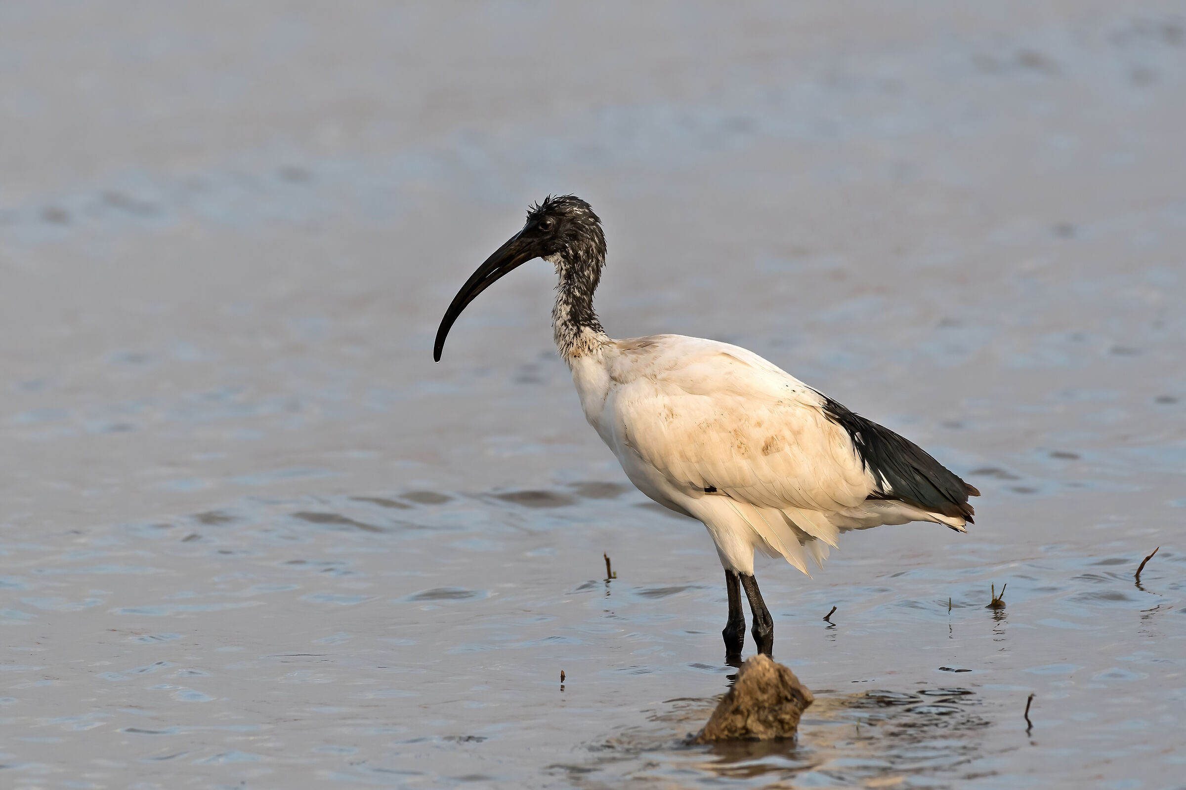 Ibis sacro (Threskiornis aethiopicus) juv.
