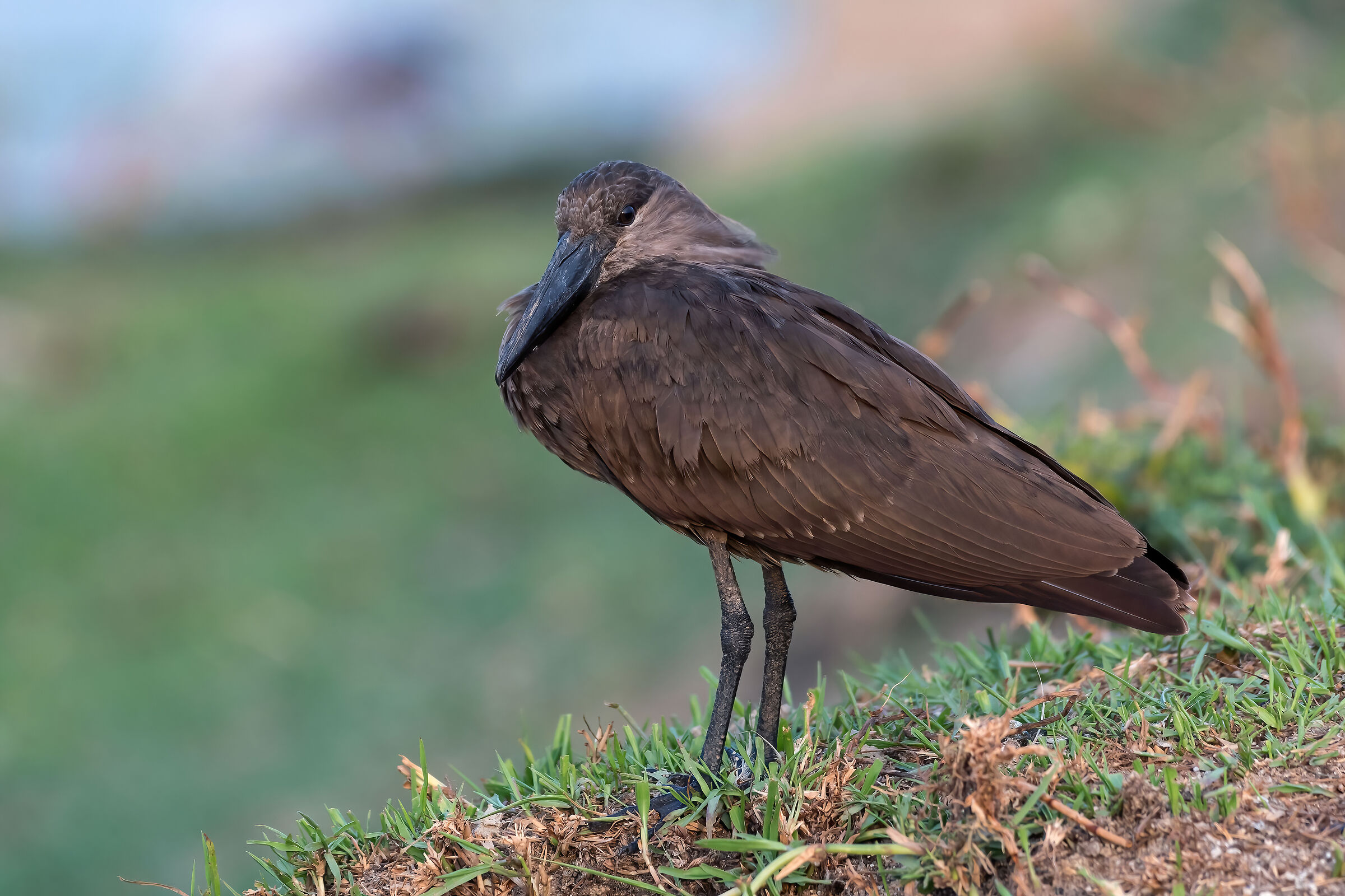 Uccello Martello (Scopus umbretta)