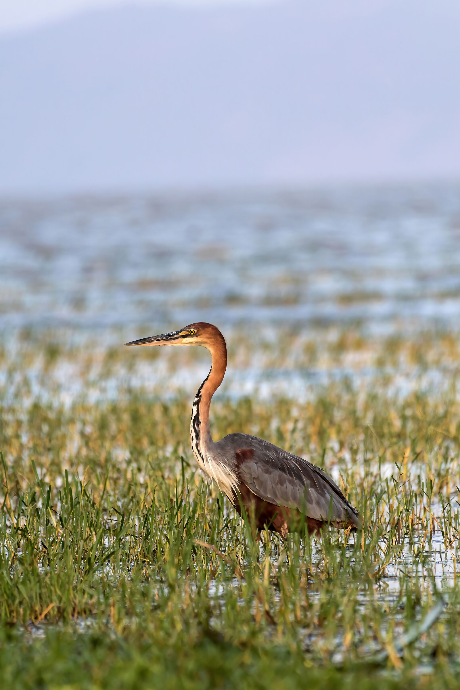Airone Golia (Ardea goliath)