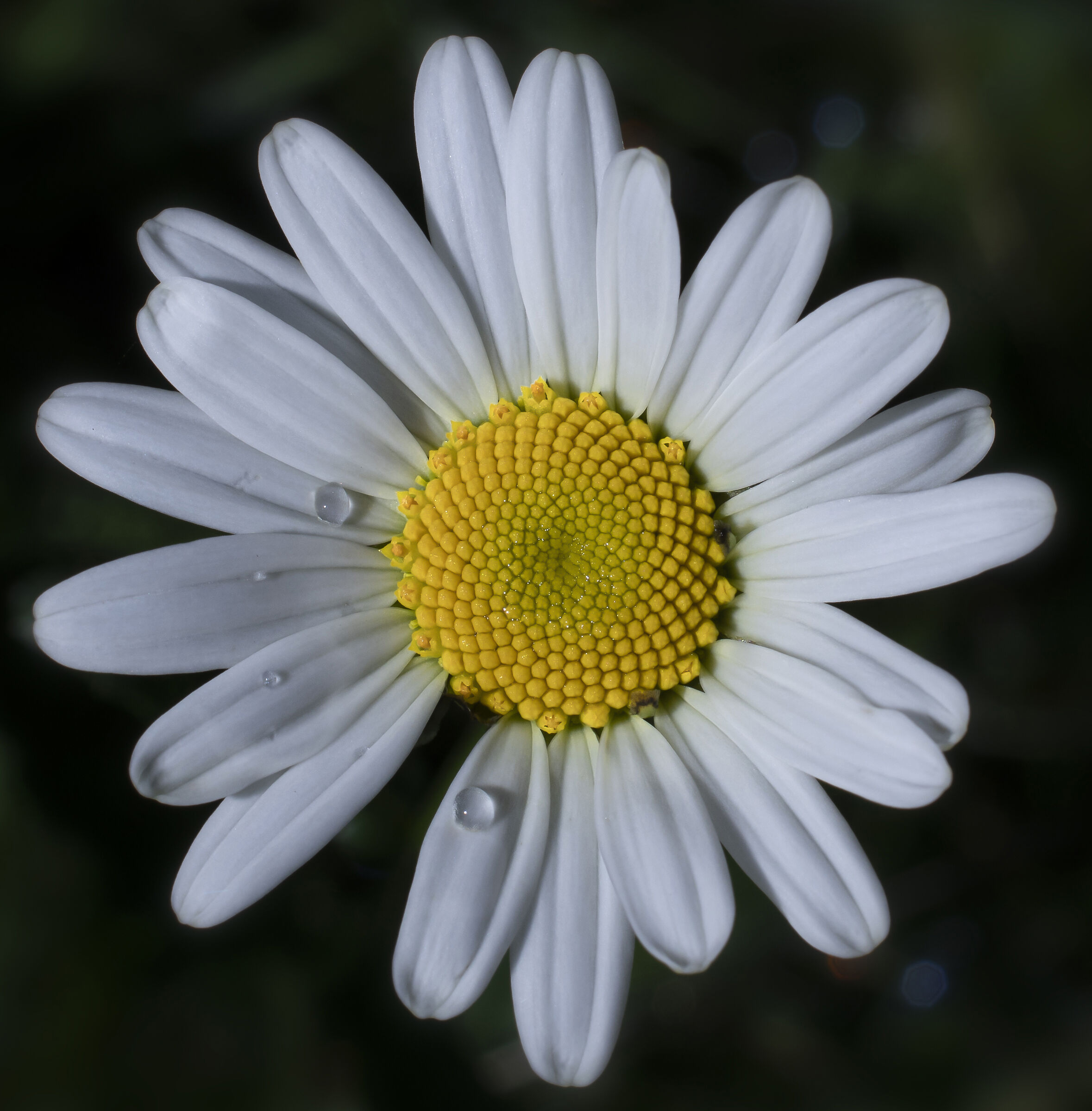 La bellezza della semplicità...