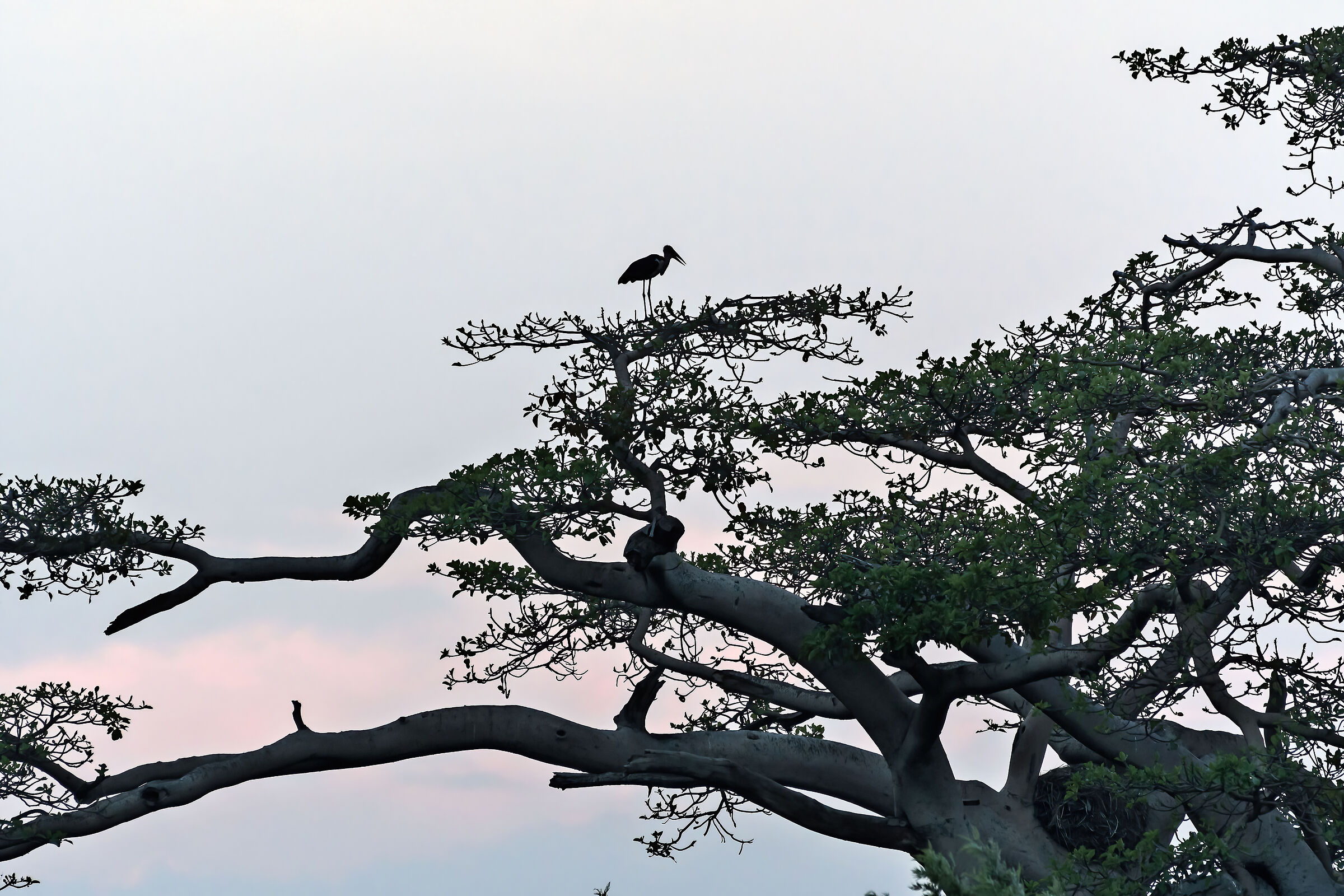 Tramonto con Marabù