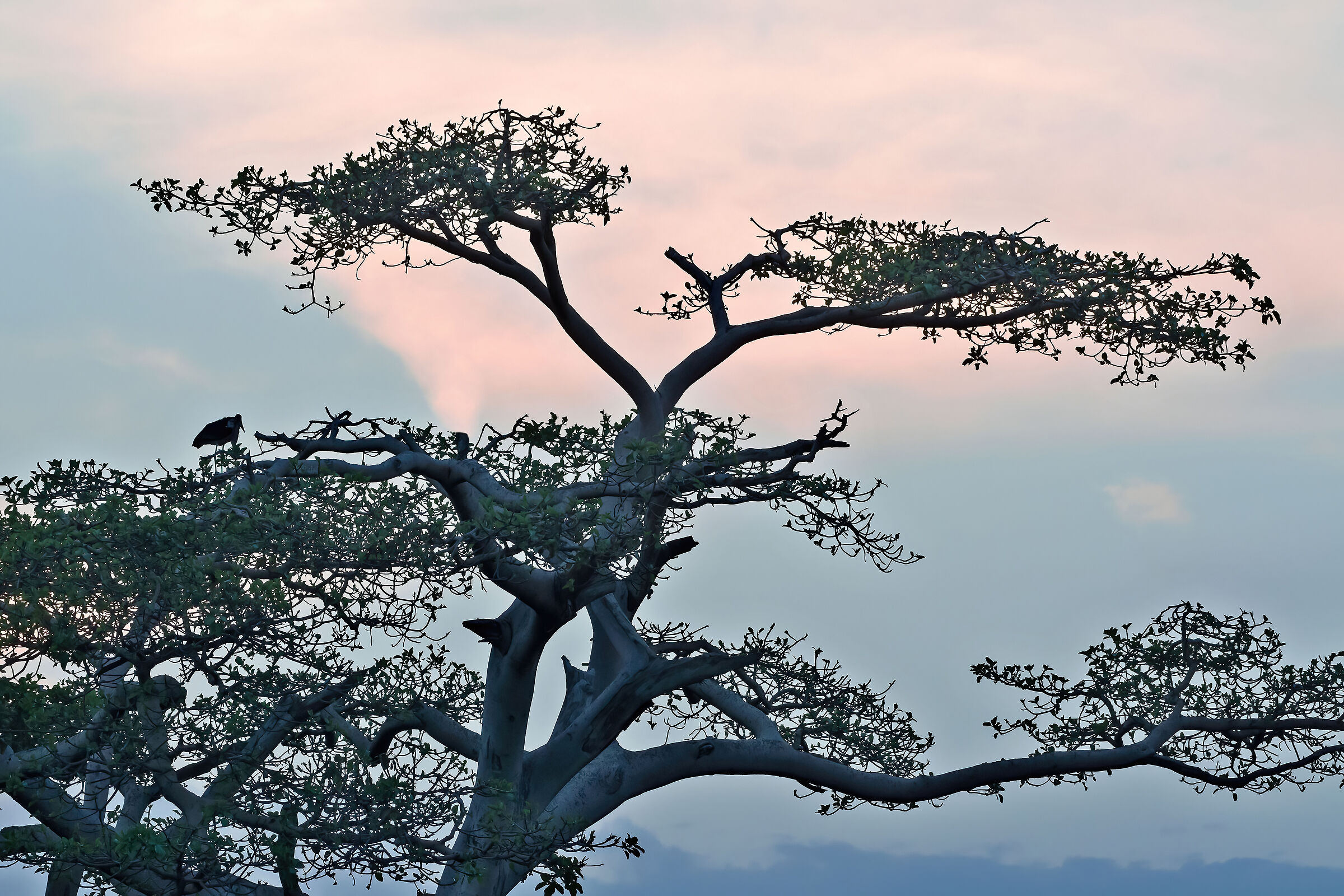 Tramonto con Marabù