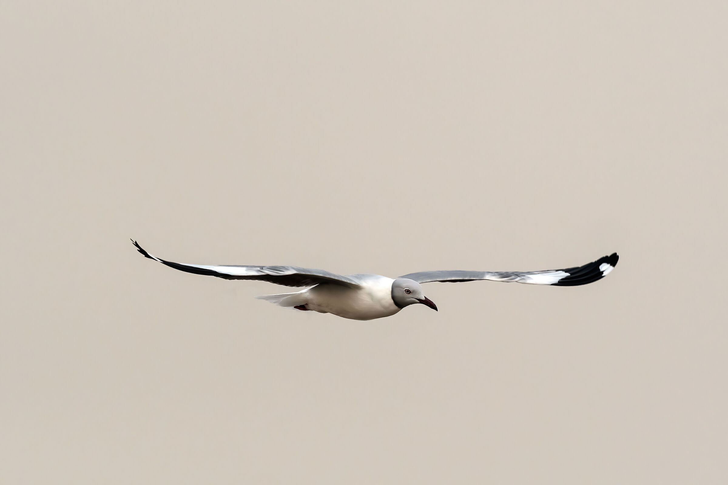 Gabbiano (Larus cirrocephalus)