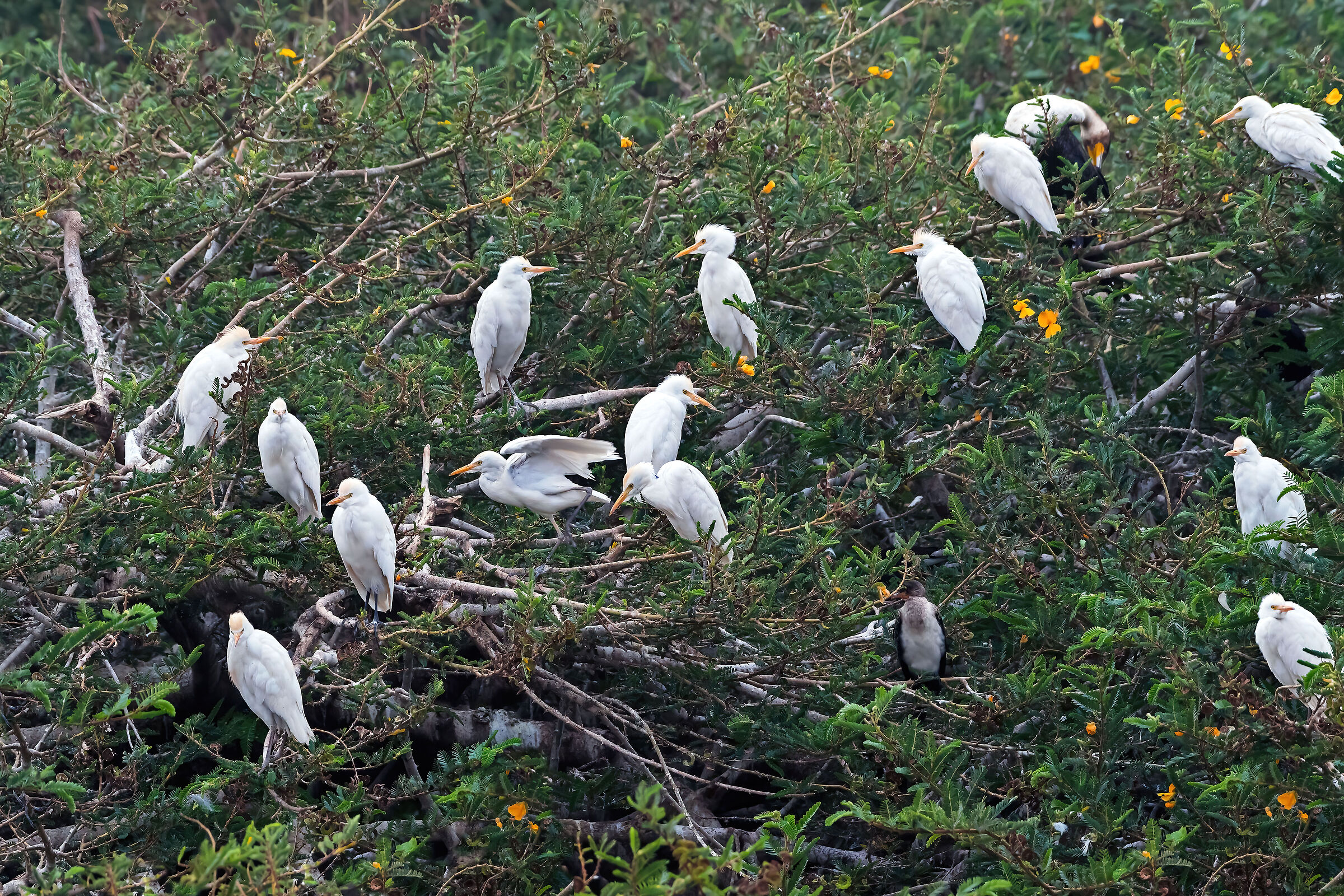 Aironi guardabuoi (Bubulcus ibis)
