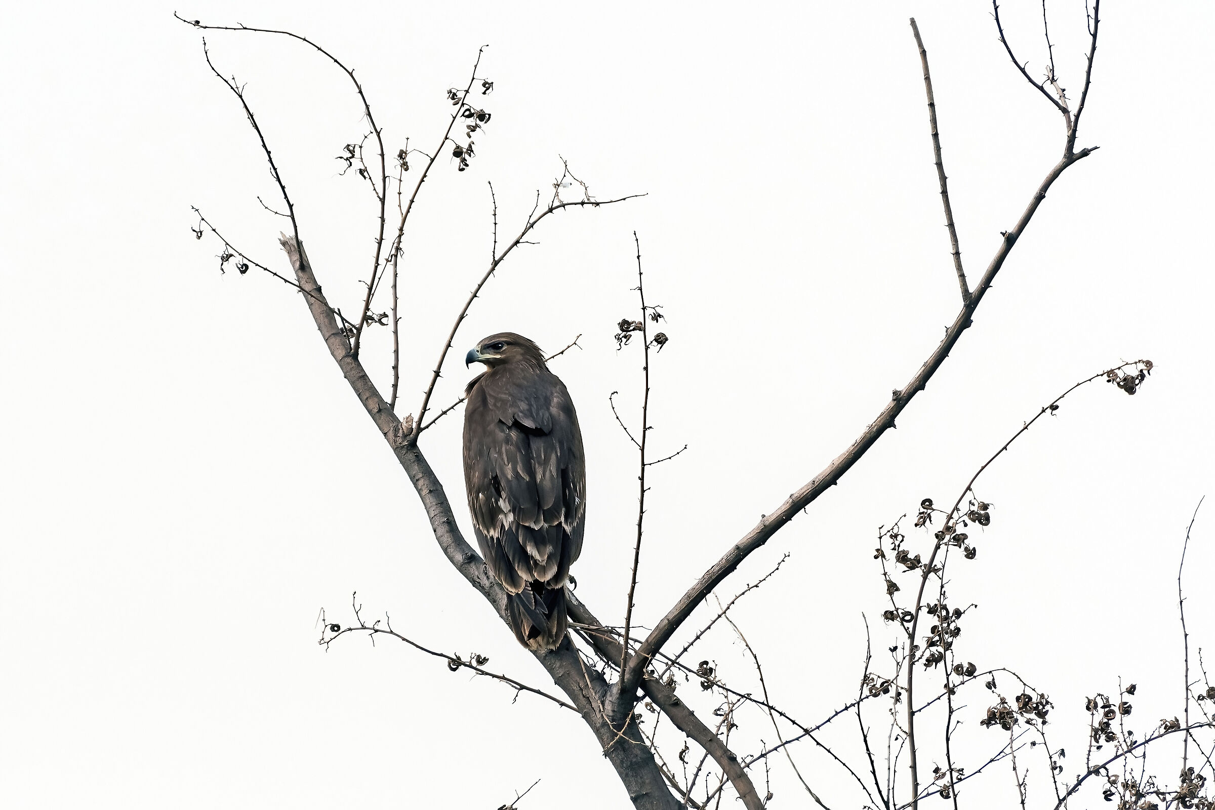 Aquila delle steppe (Aquila nipalensis)