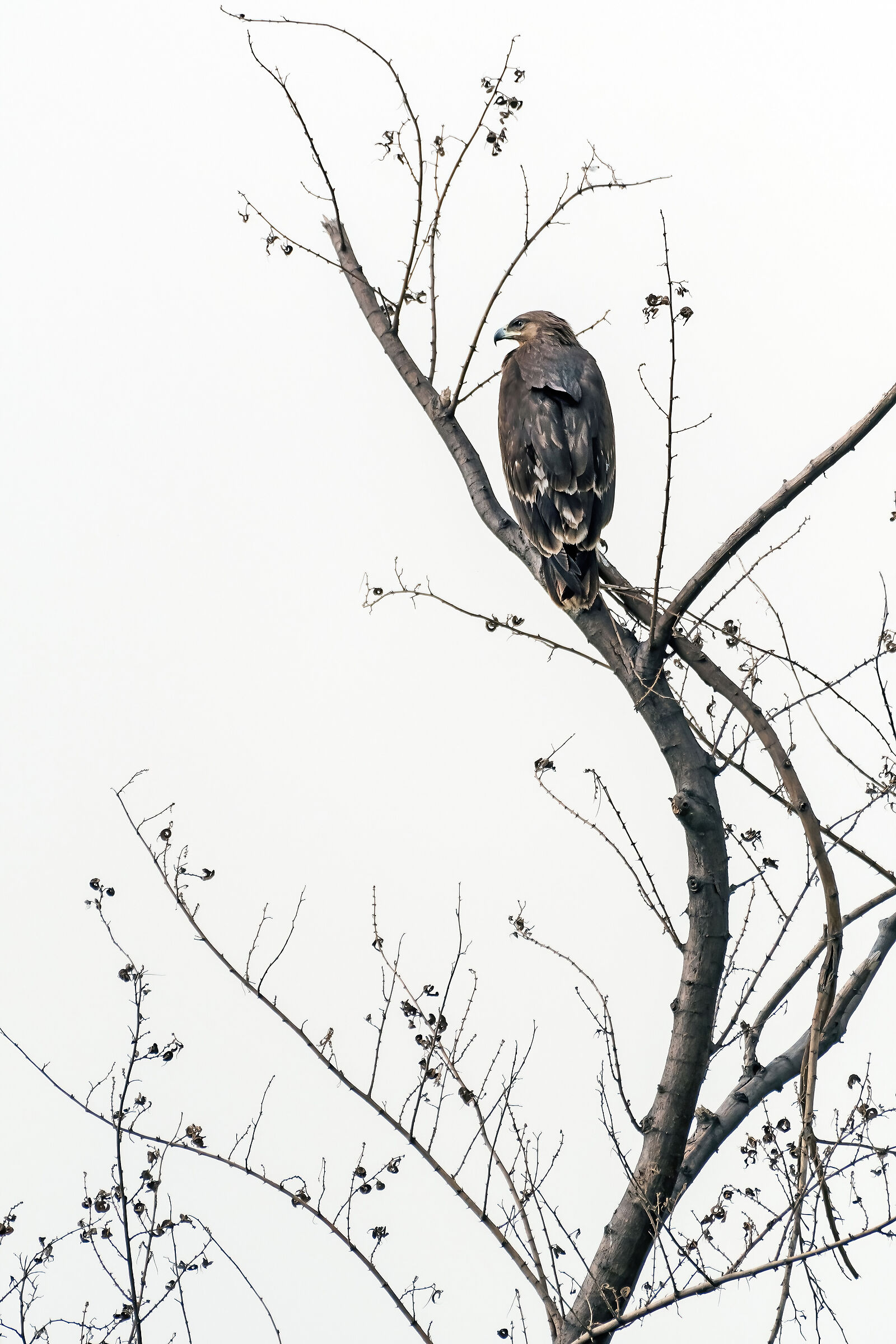 Aquila delle steppe (Aquila nipalensis)