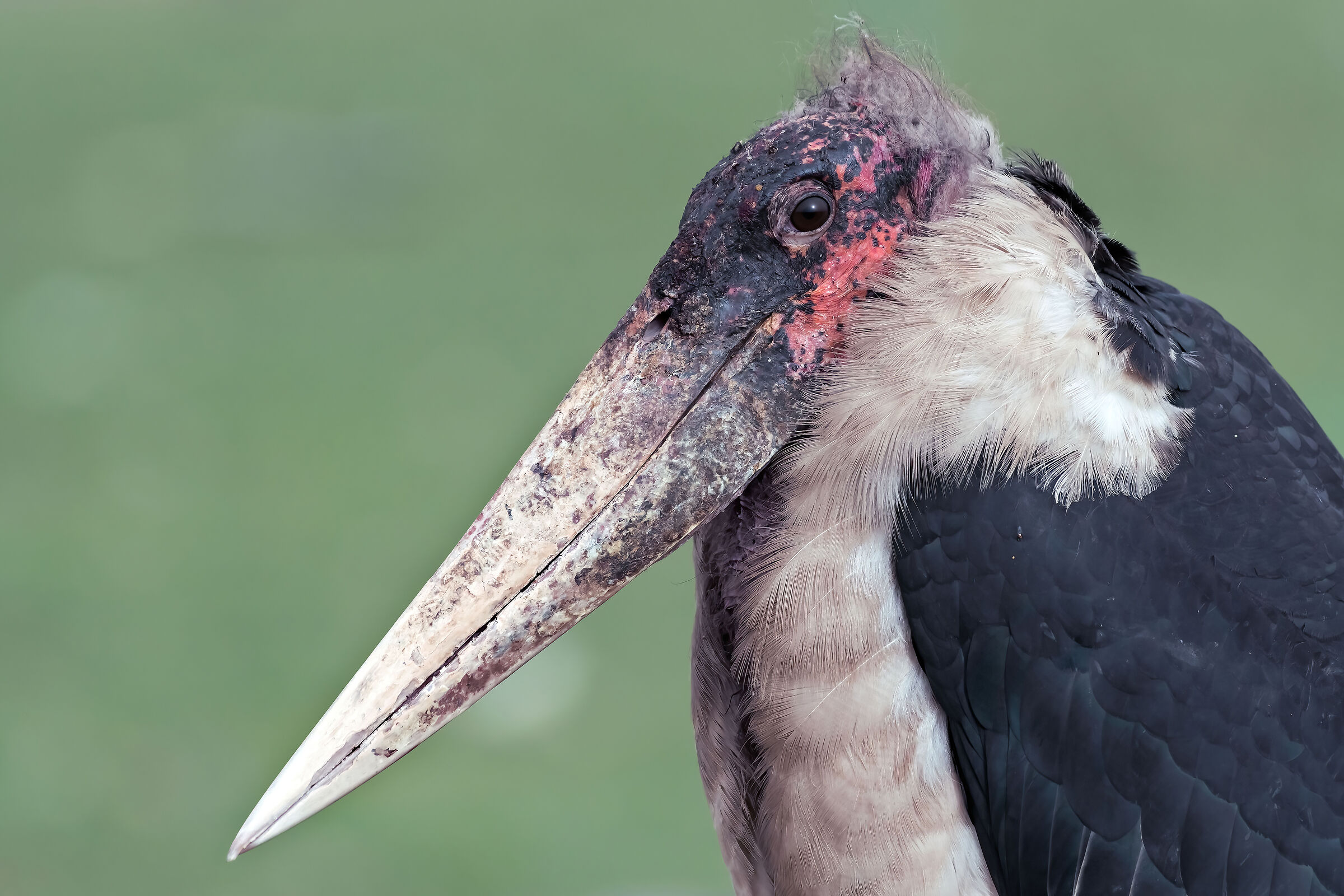 Marabù (Leptoptilos crumenifer), Marabou Stork