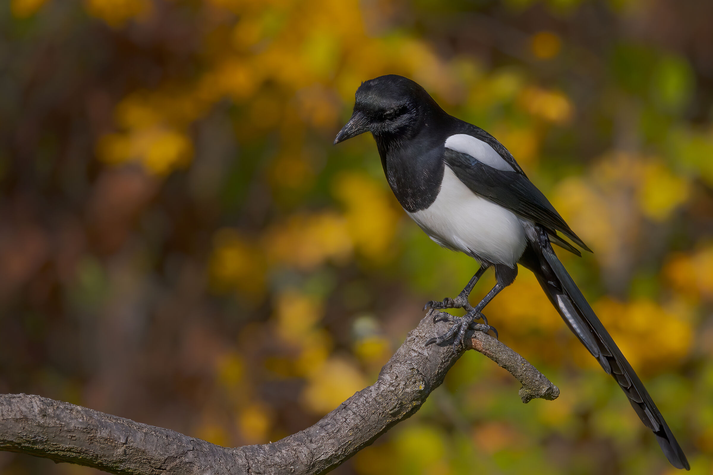 Gazza ladra (Pica pica)