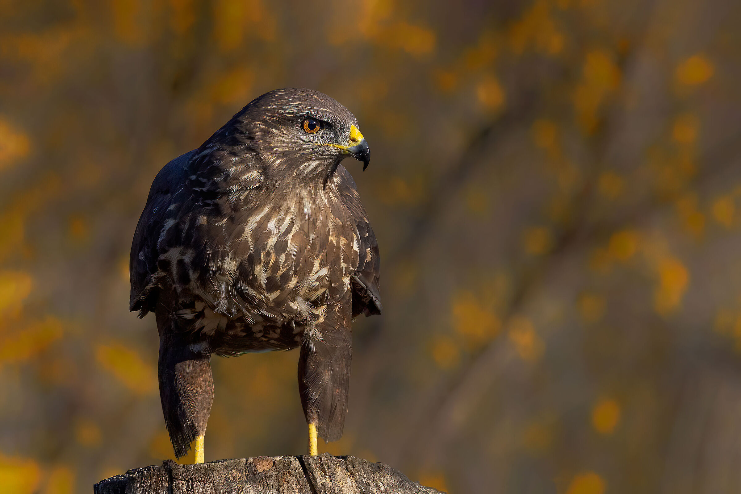 Poiana (Buteo buteo)
