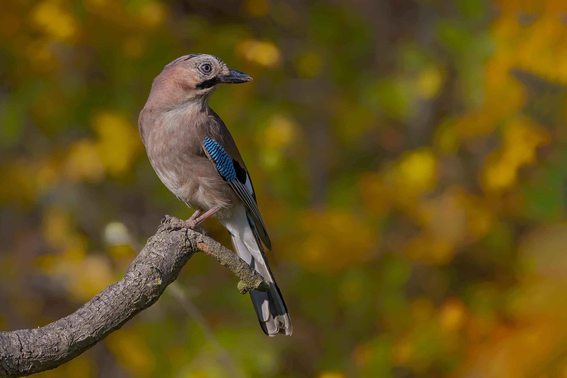 Ghiandaia (Garrulus glandarius)