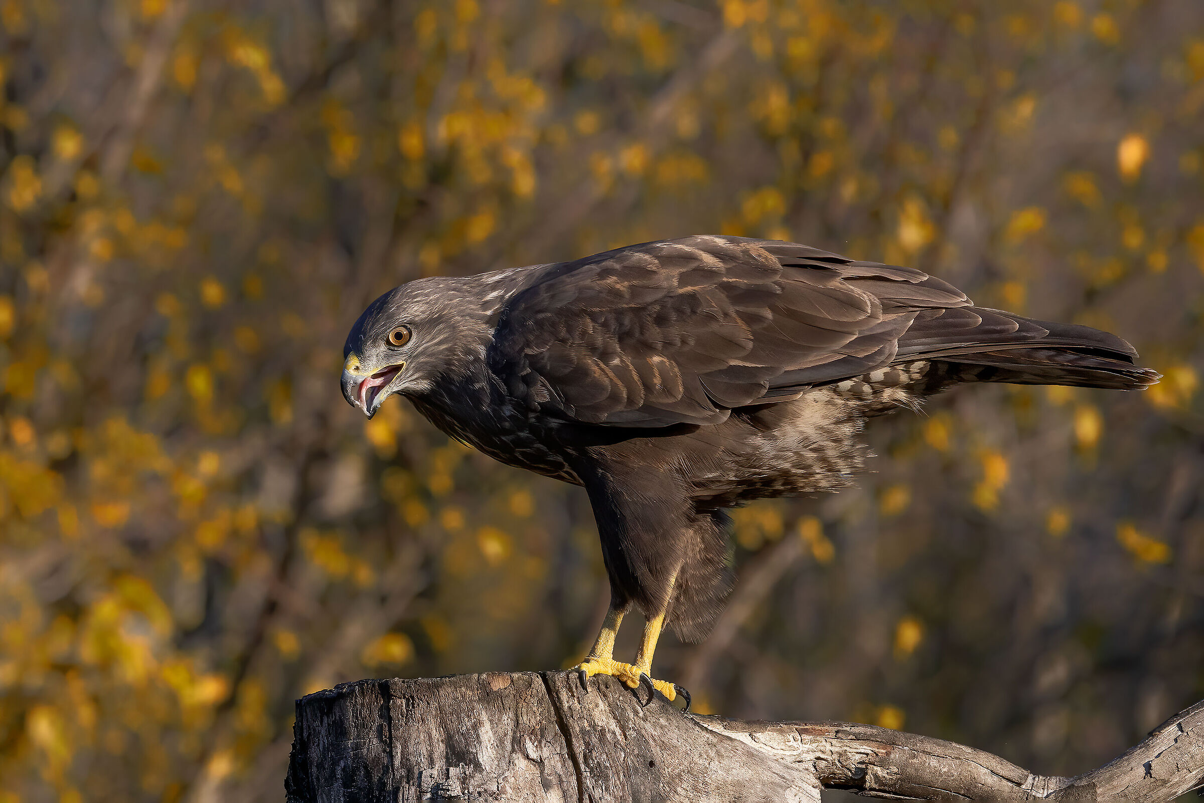 Poiana (Buteo buteo)
