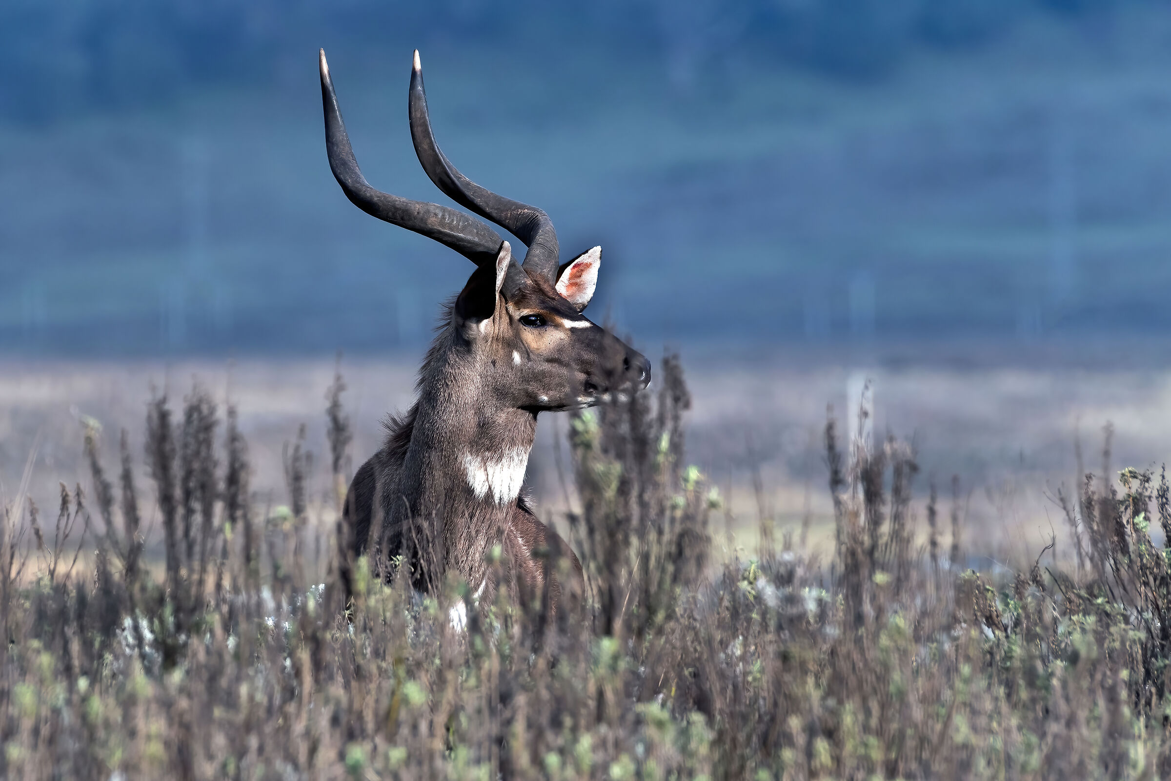 Nyala di montagna (Tragelaphus buxtoni)