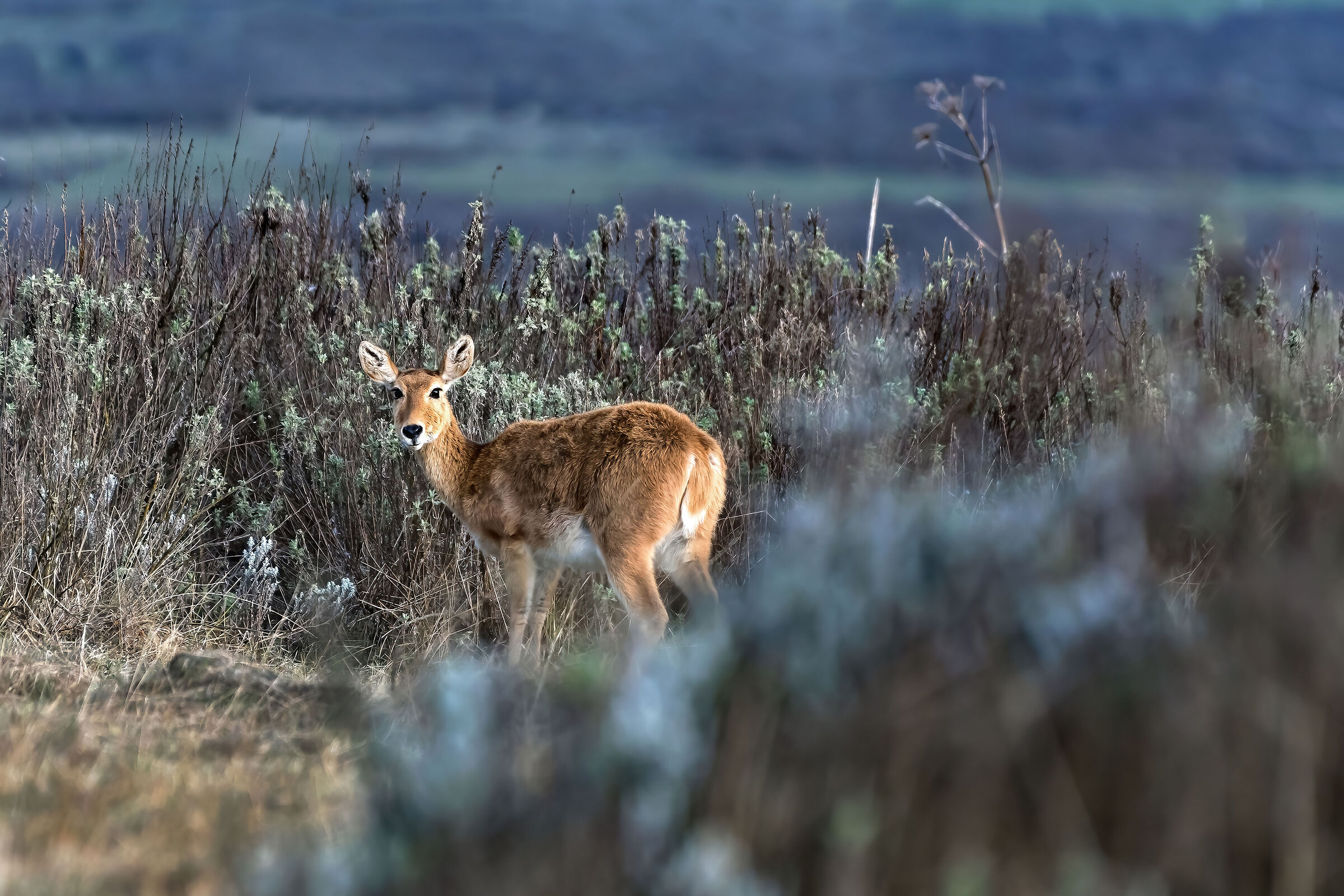 Bohor Reedbock femmina (Redunca redunca)