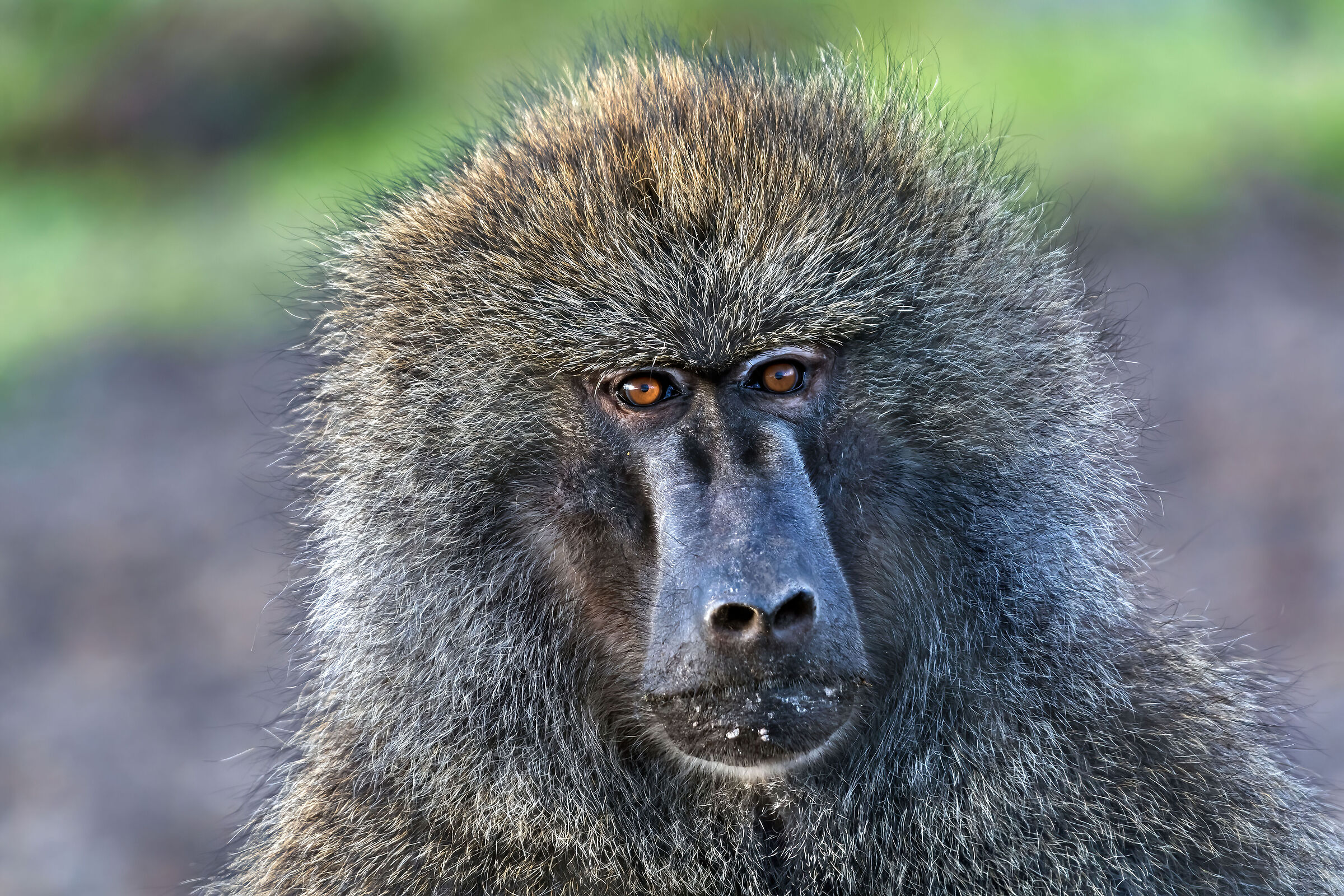 Olive Baboon