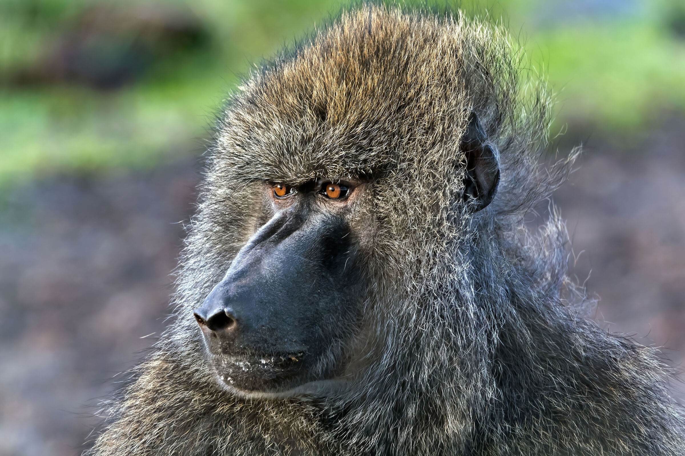 Olive Baboon