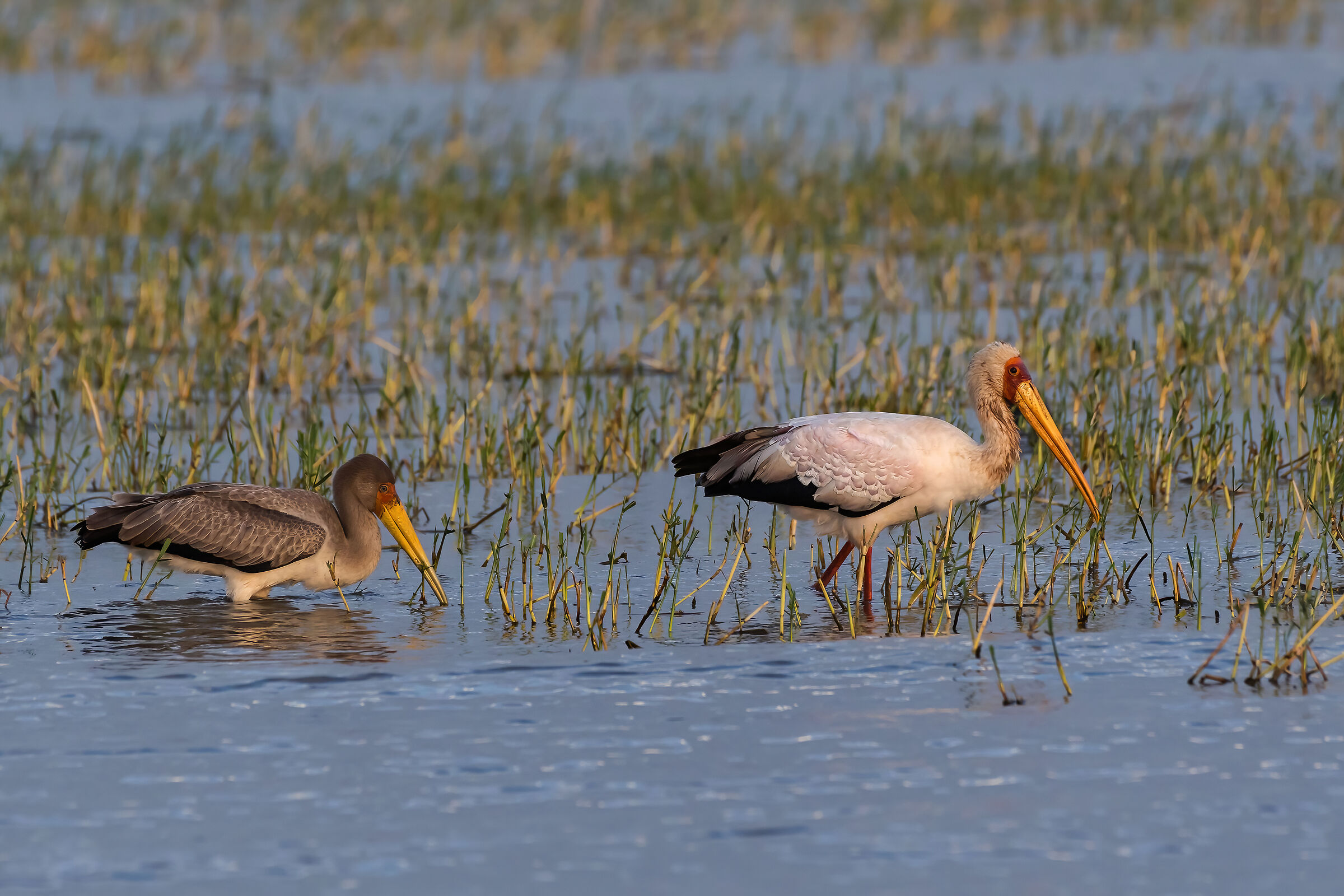 Tantali (Mycteria ibis)