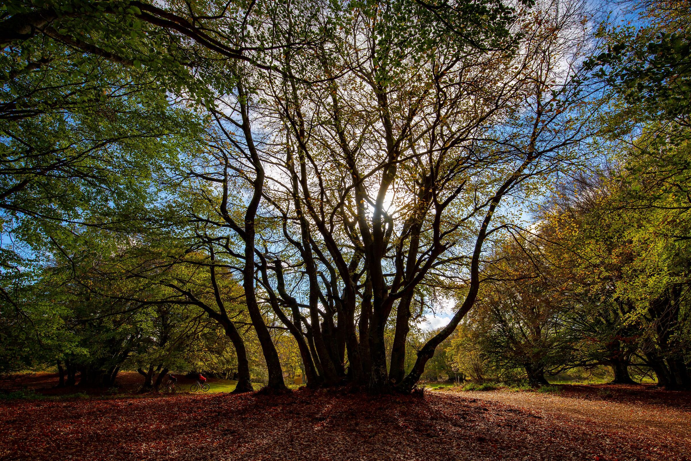 Canfaito Forest