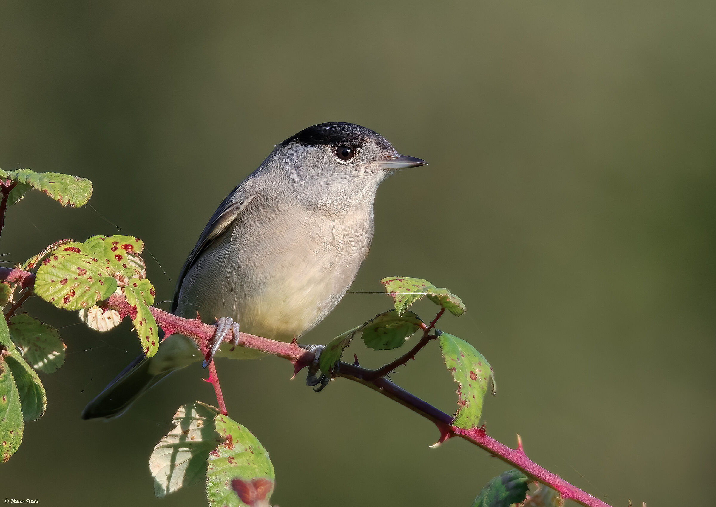 Capinera (Sylvia atricapilla) M