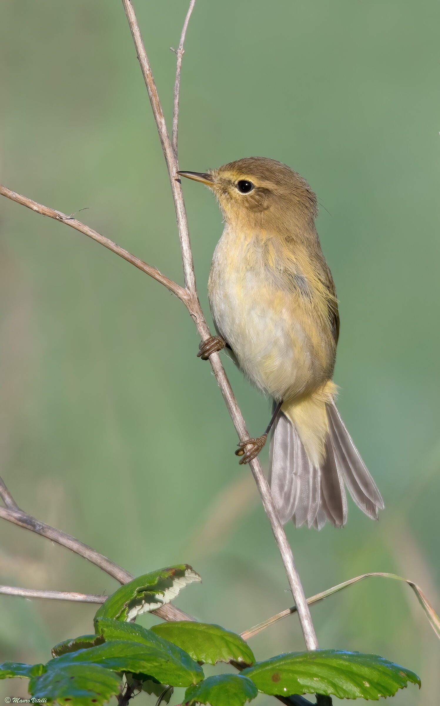 Luì Piccolo (Phylloscopus collybita)