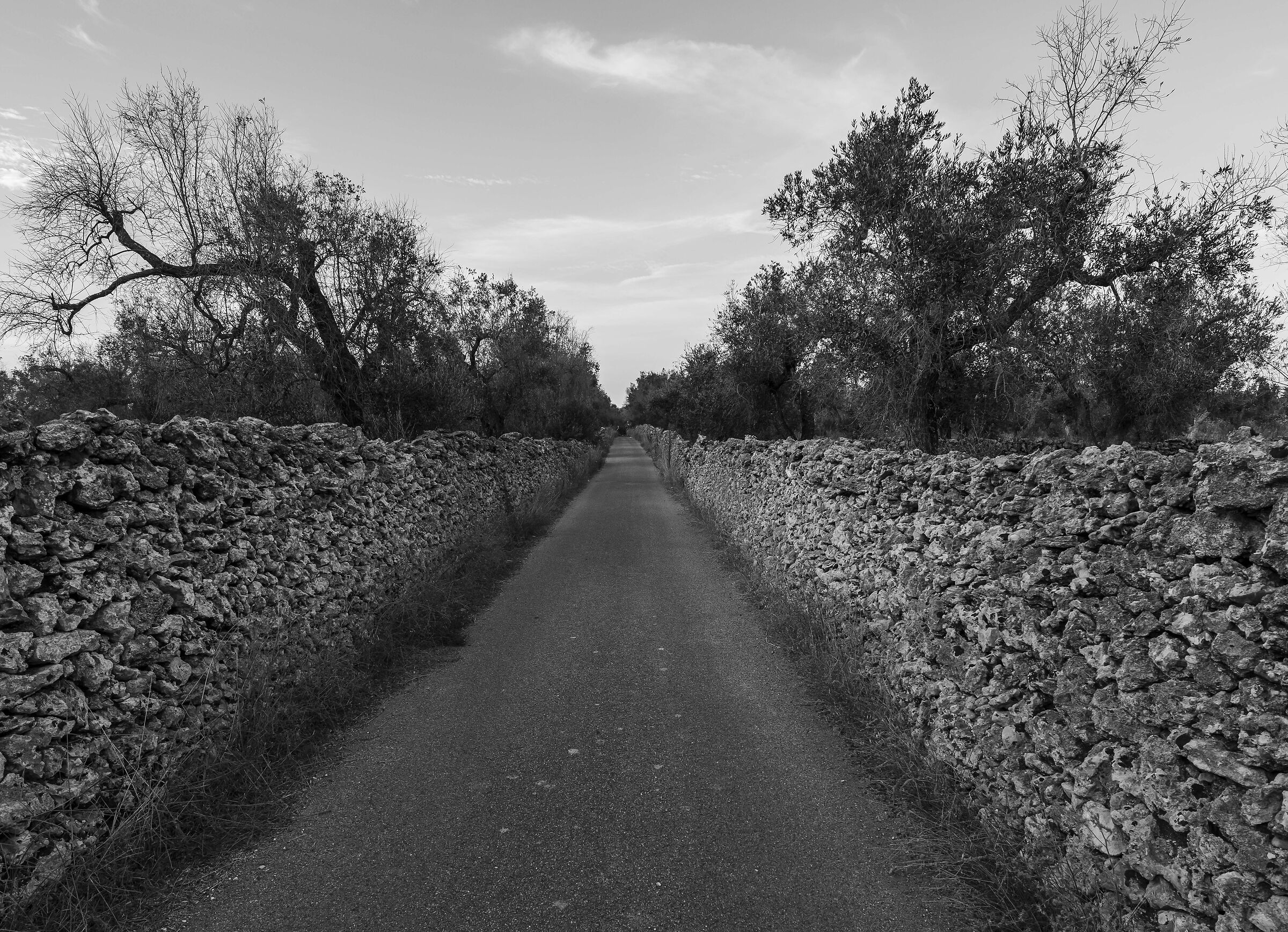 Country road in Salento
