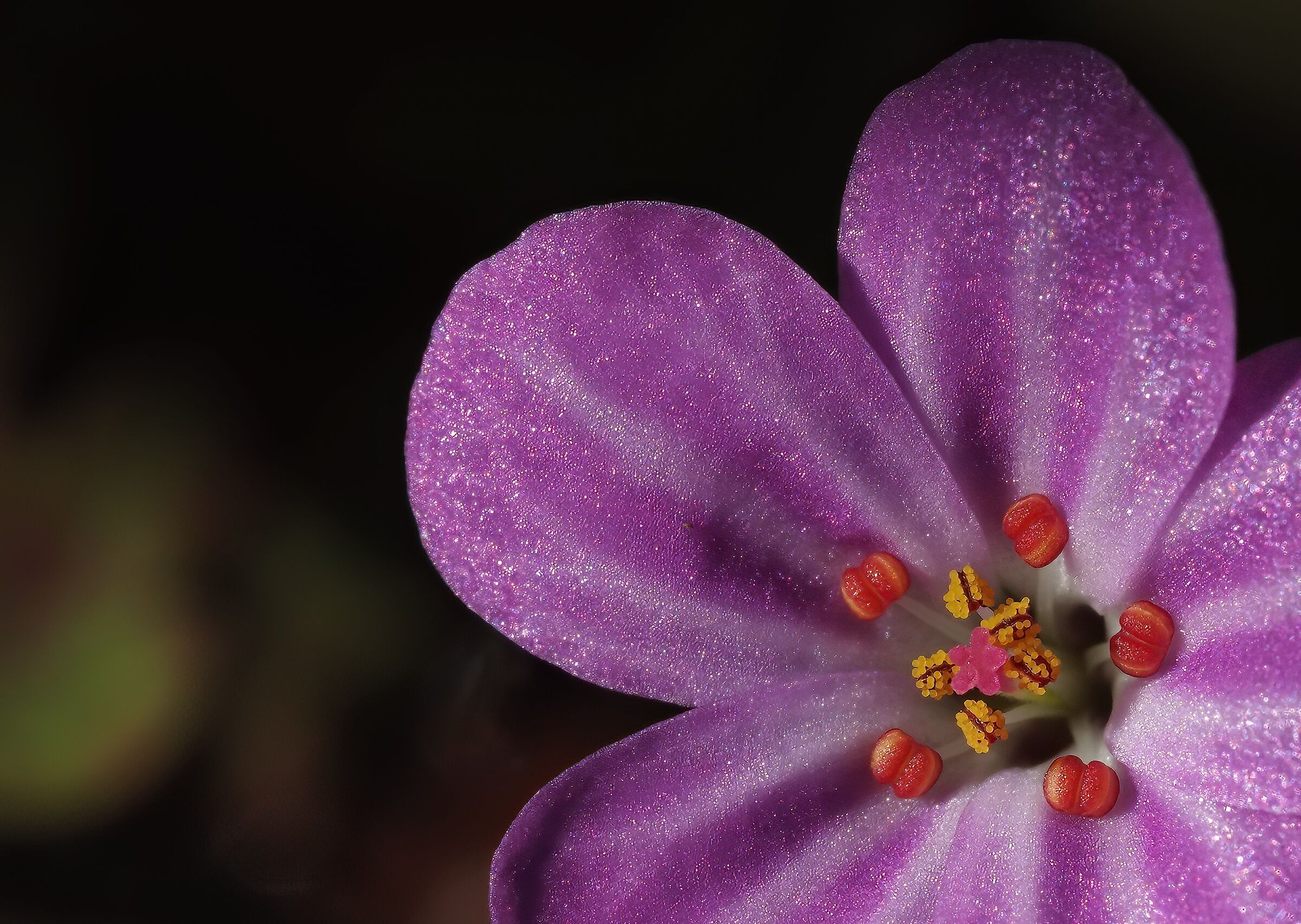 Il cuore del geranio selvatico