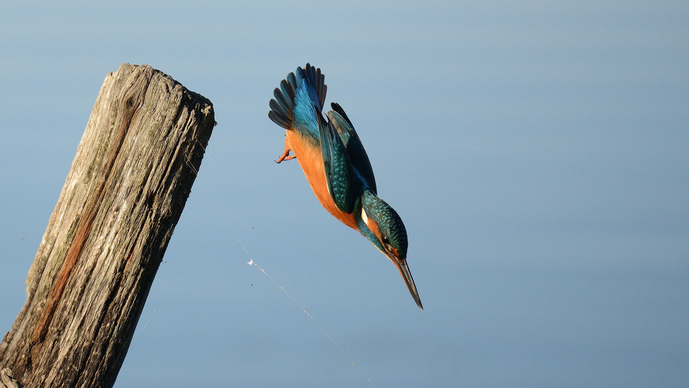 Kingfisher