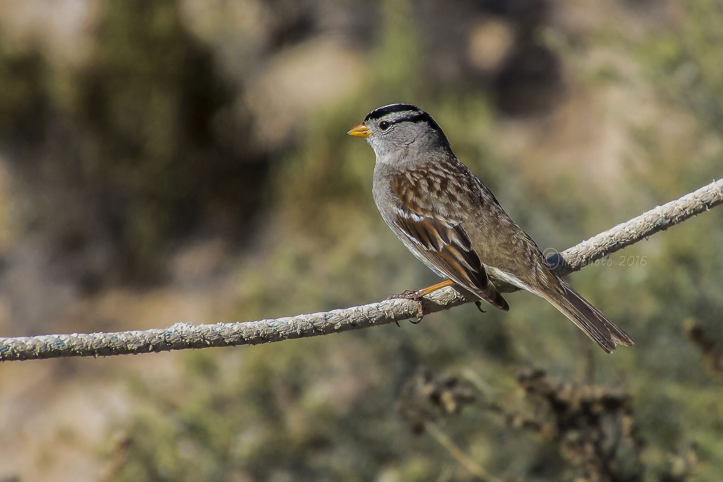 White-crowned Sparrow