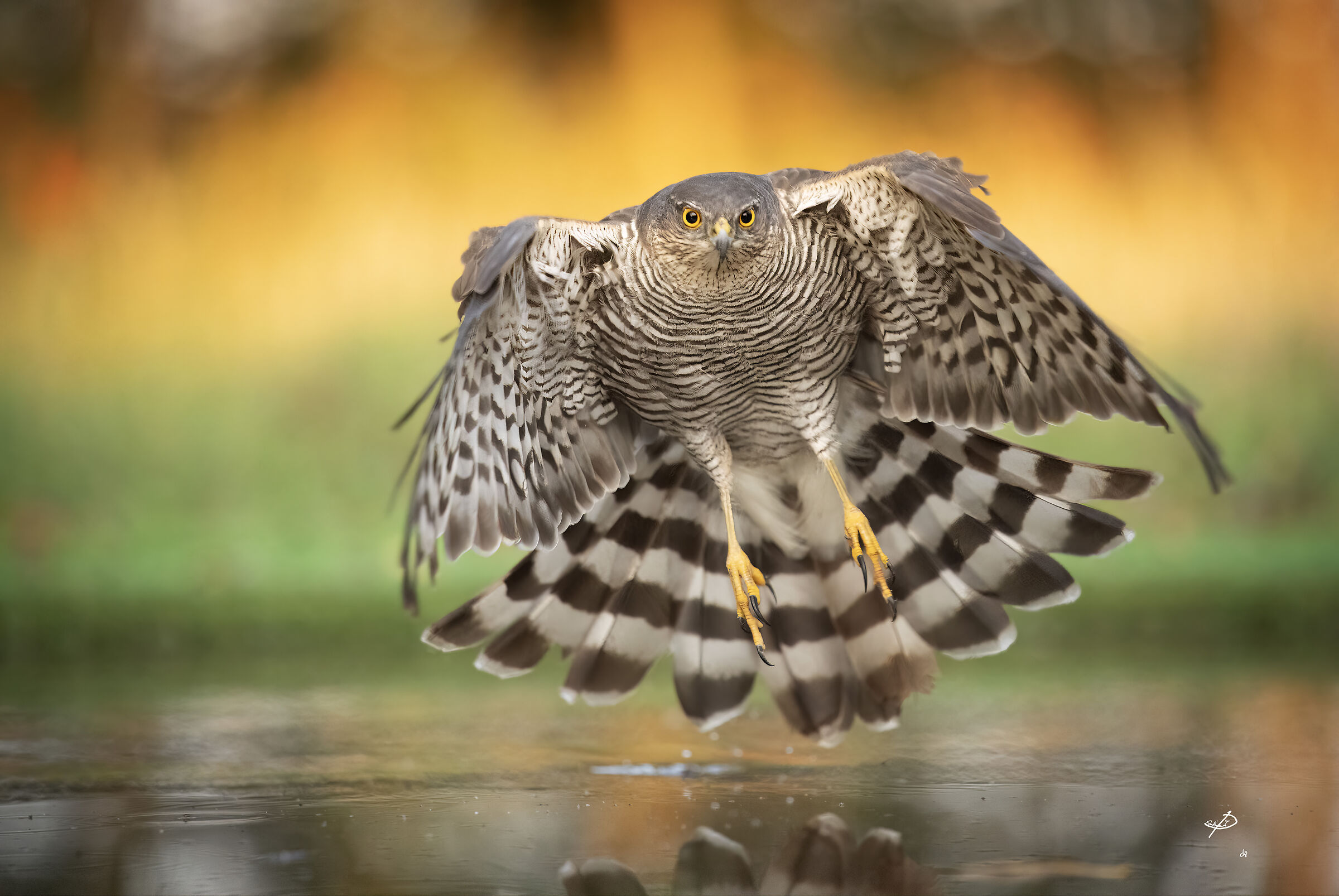 Sparrowhawk in flight