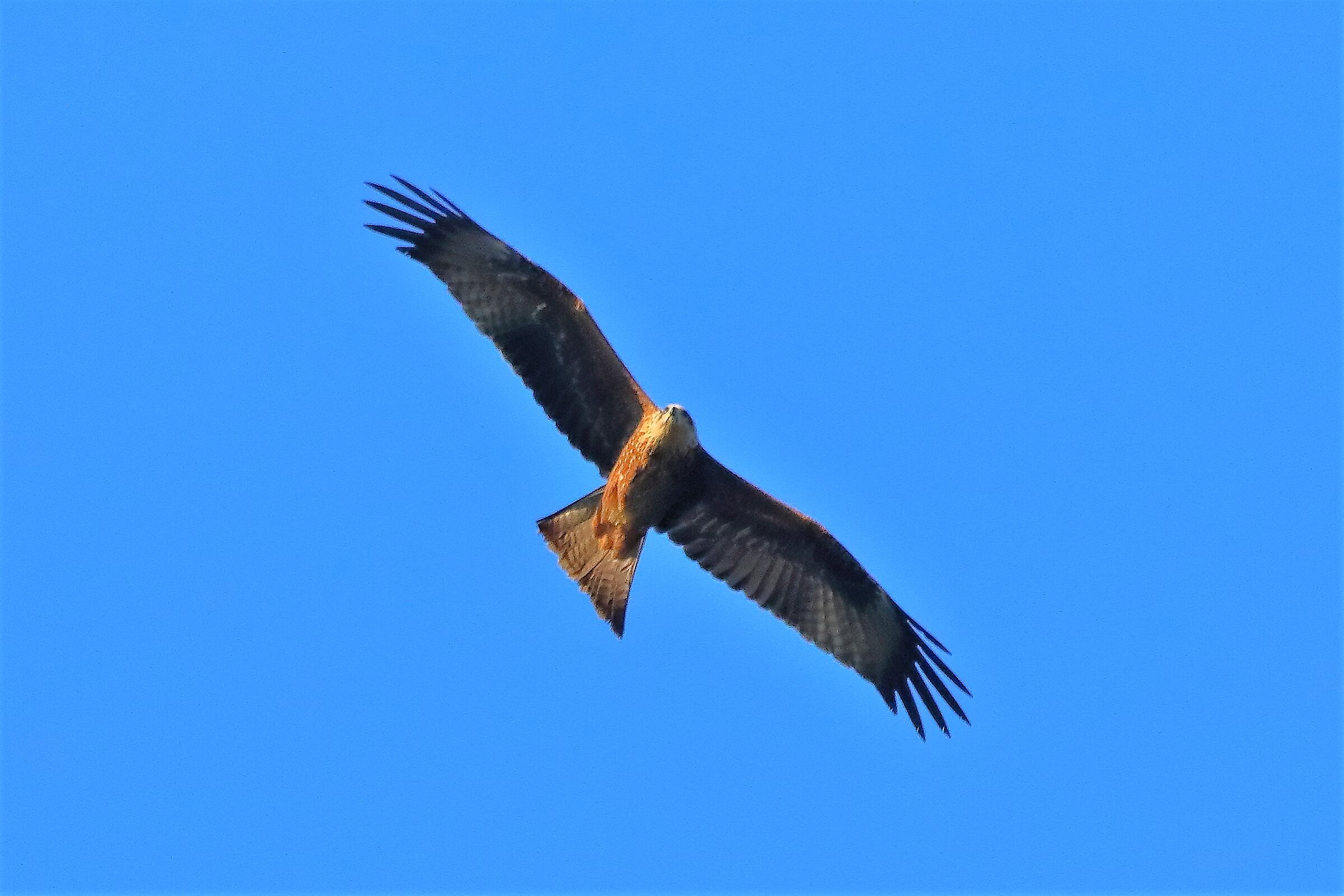 Nibbio bruno 02-08-2022