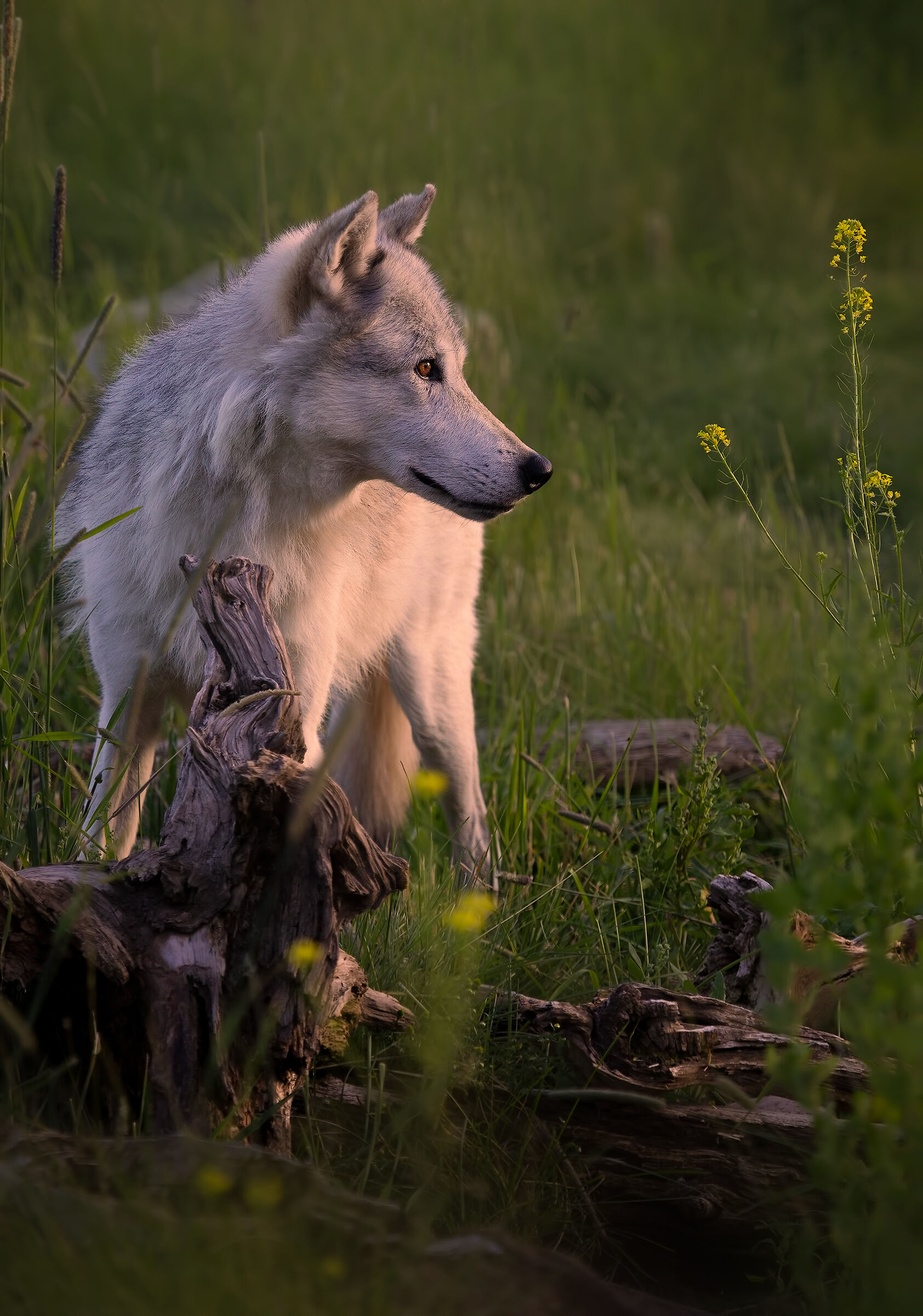 The call of the forest