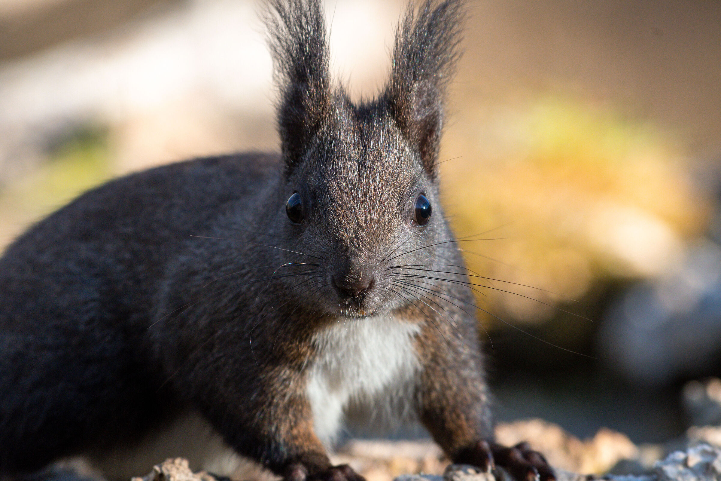 Scoiattolo incontri ravvicinati