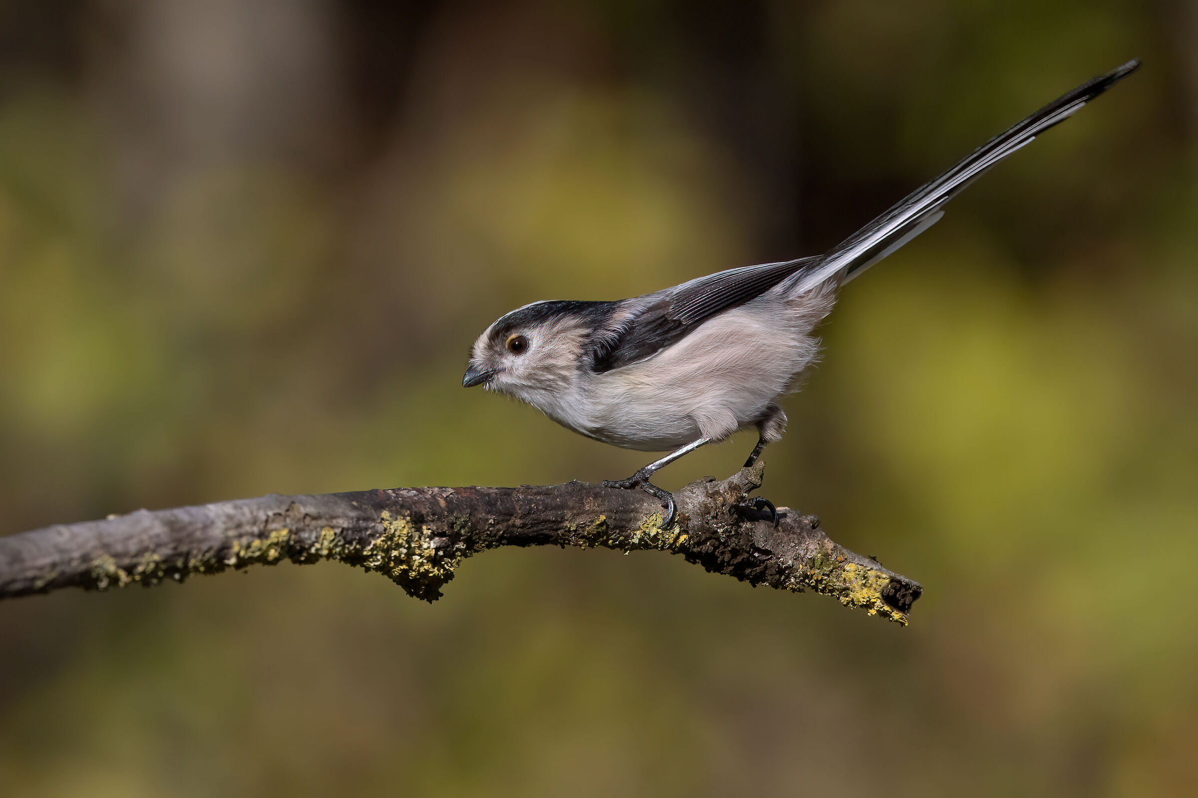 Codibugnolo (Aegithalos caudatus)
