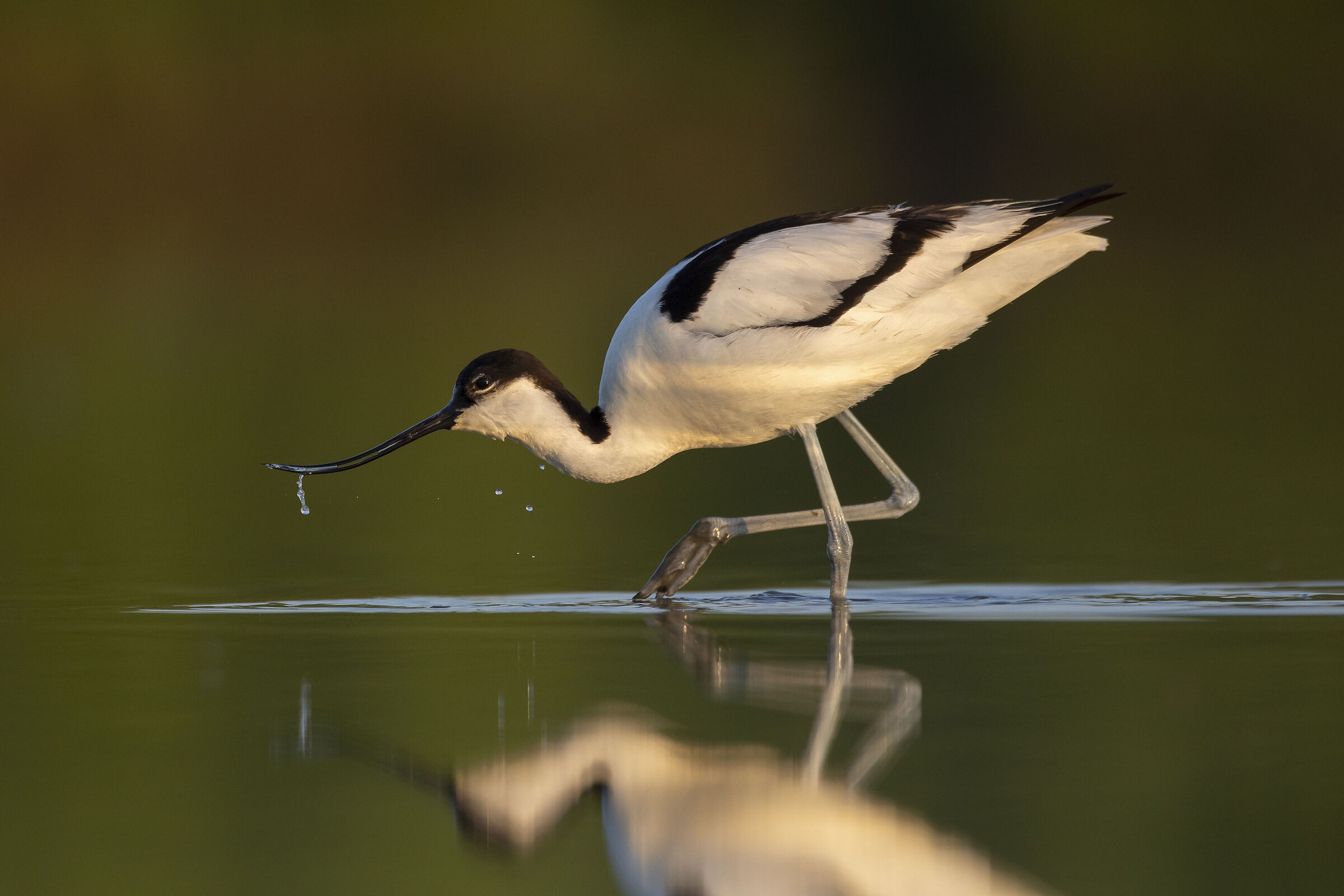 Avocetta in azione.