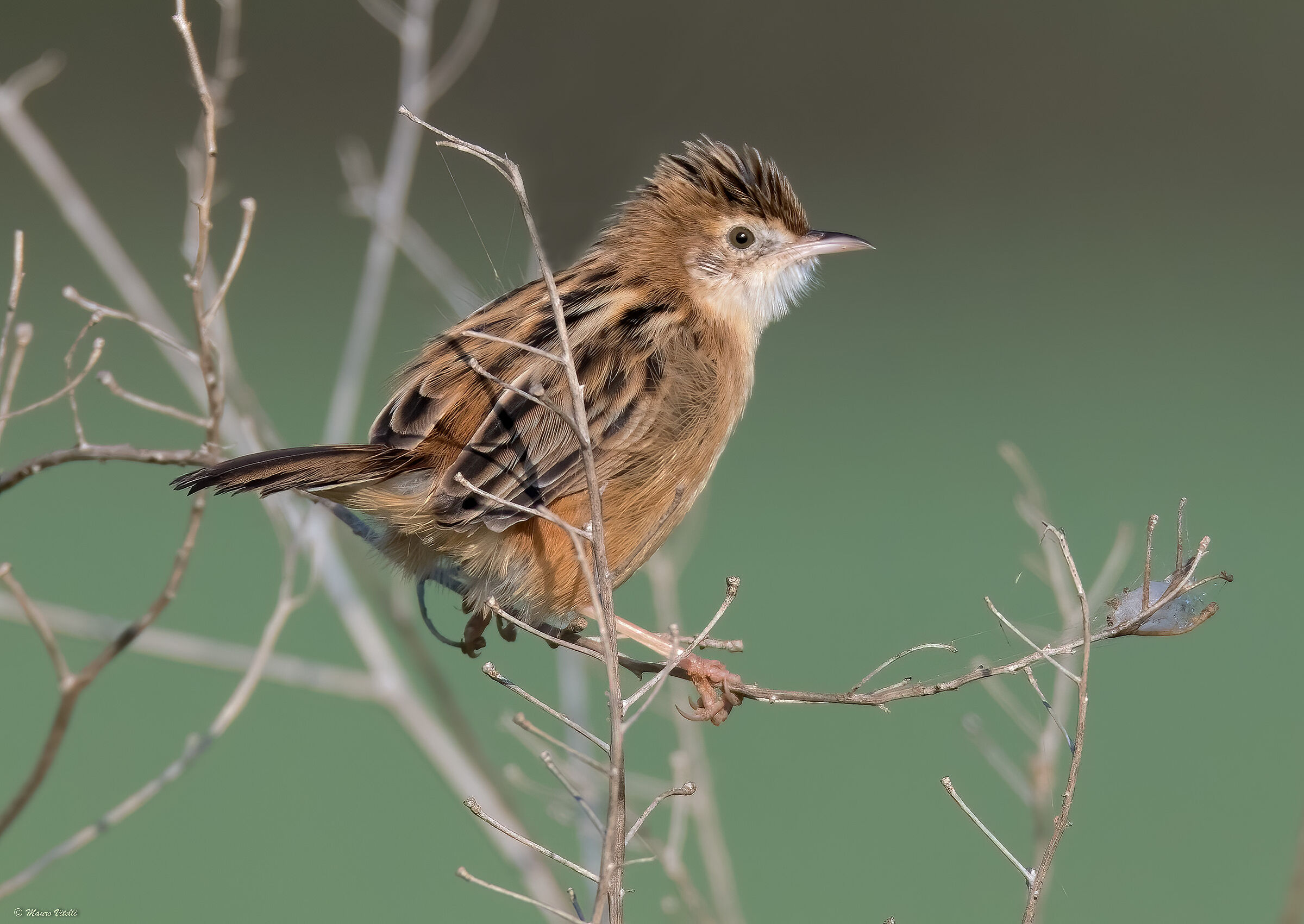Snipe (Cisticola juncidis)
