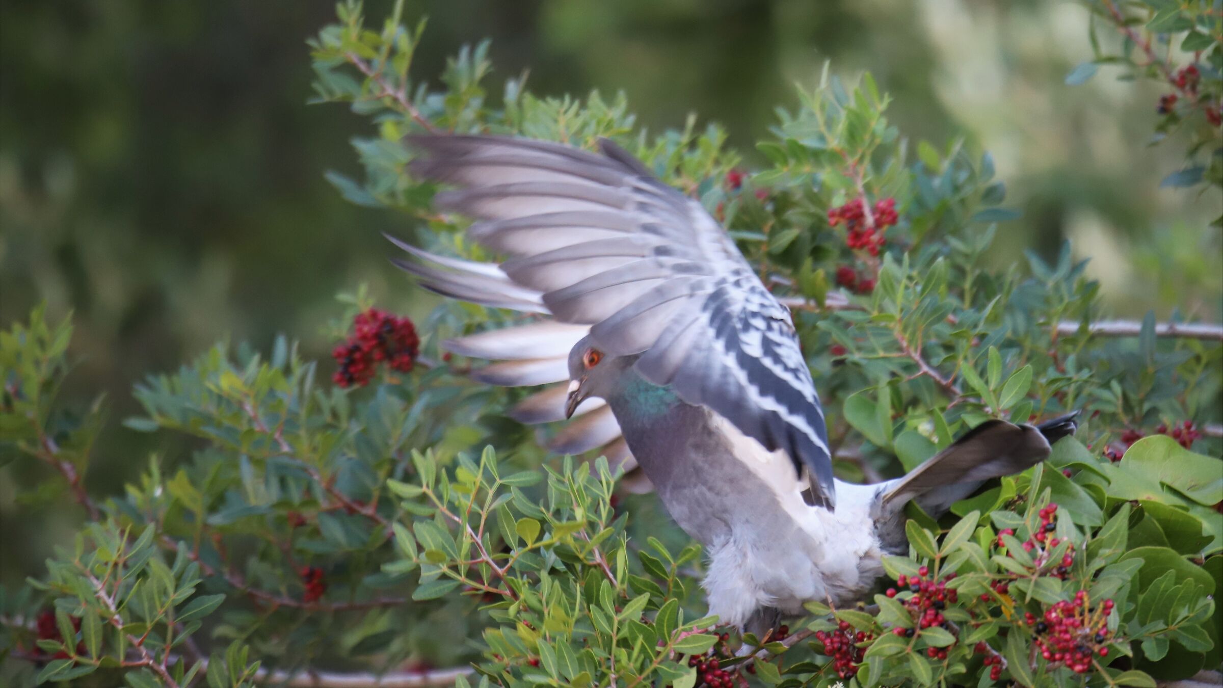 Wood pigeons on the sea